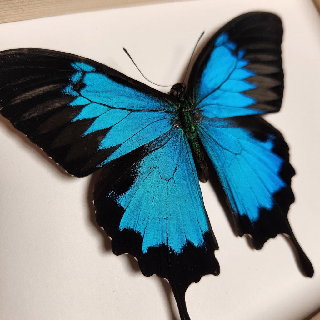 Blue Mountain Swallowtail Butterfly