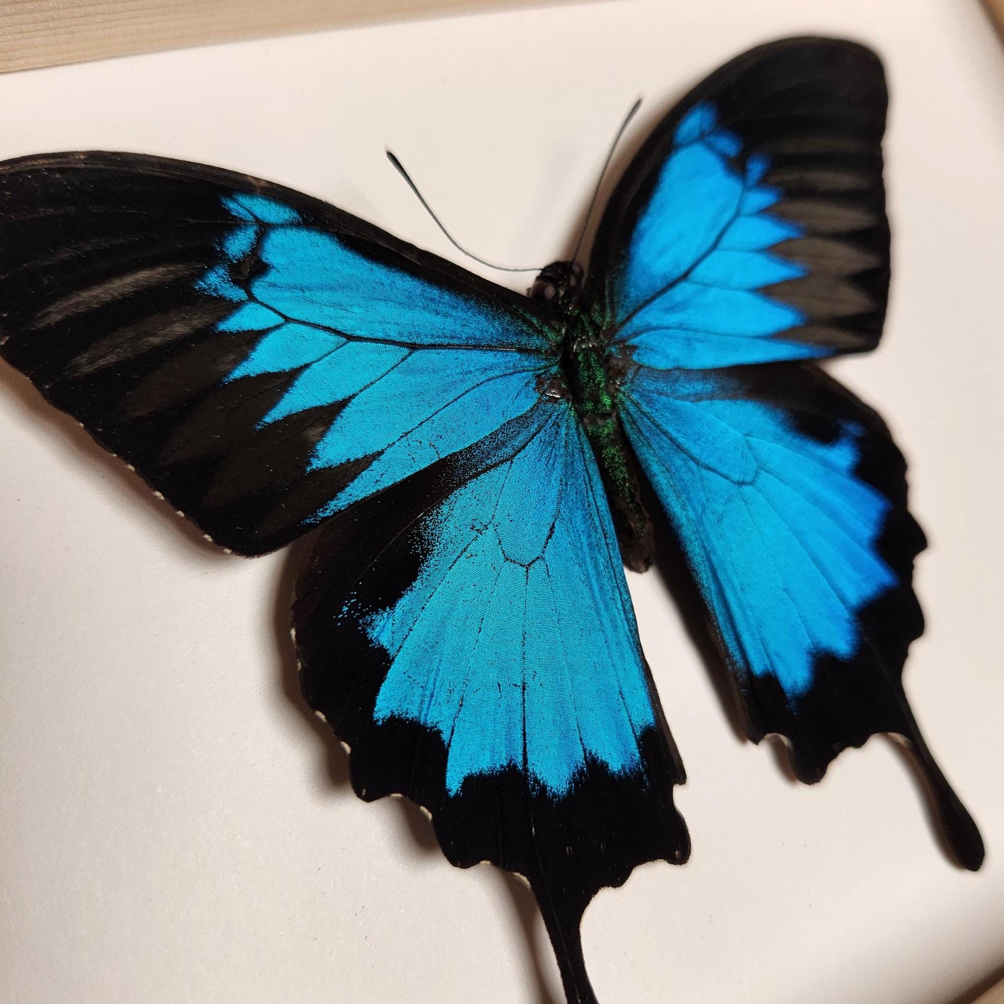 Blue Mountain Swallowtail Butterfly