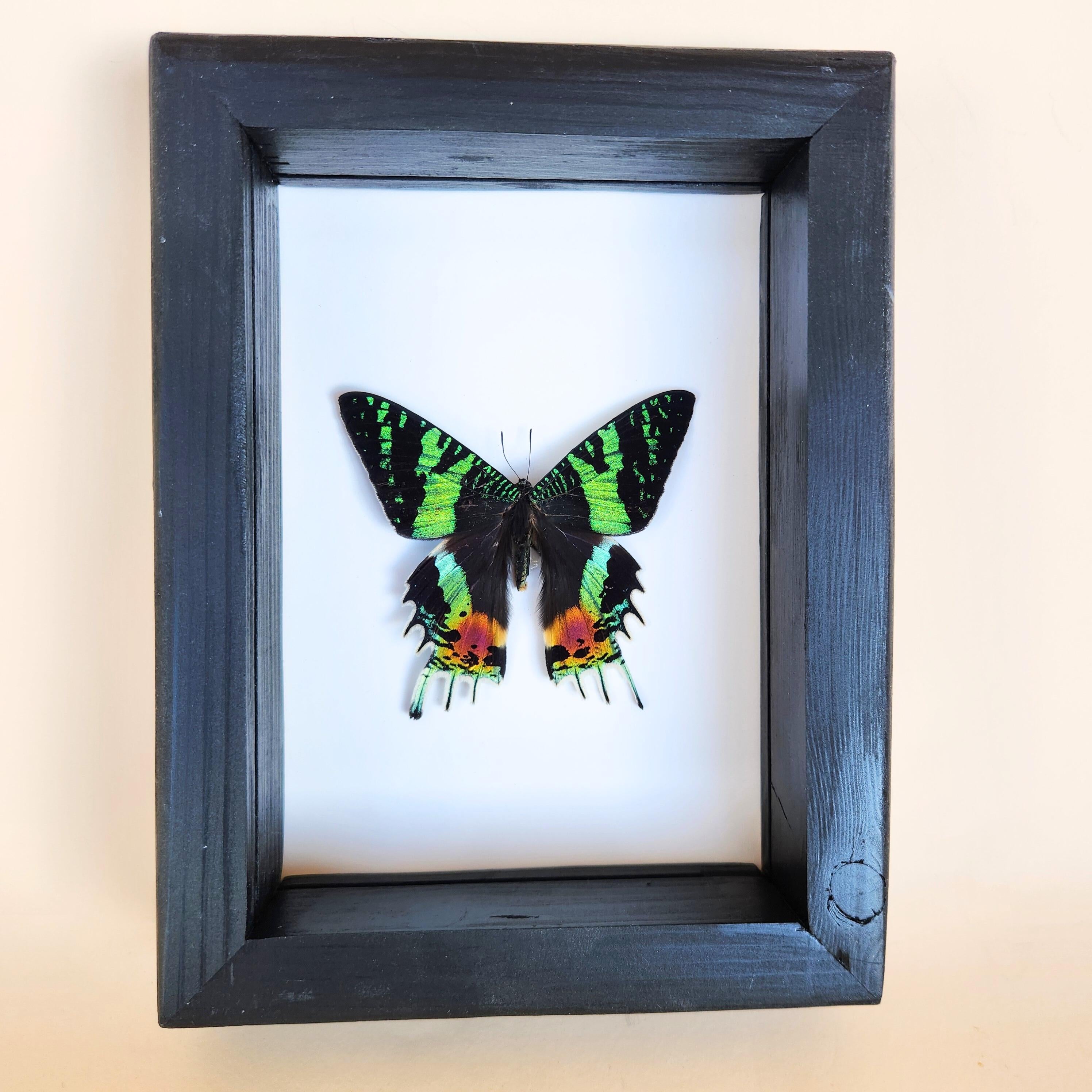 Real Madagascan Sunset Moth