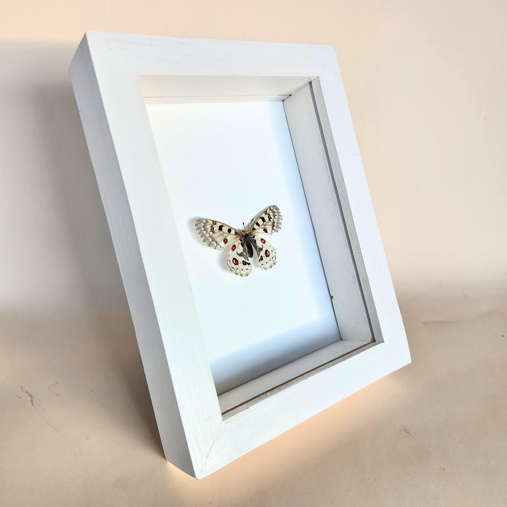 Real Rocky Mountain Parnassian Butterfly