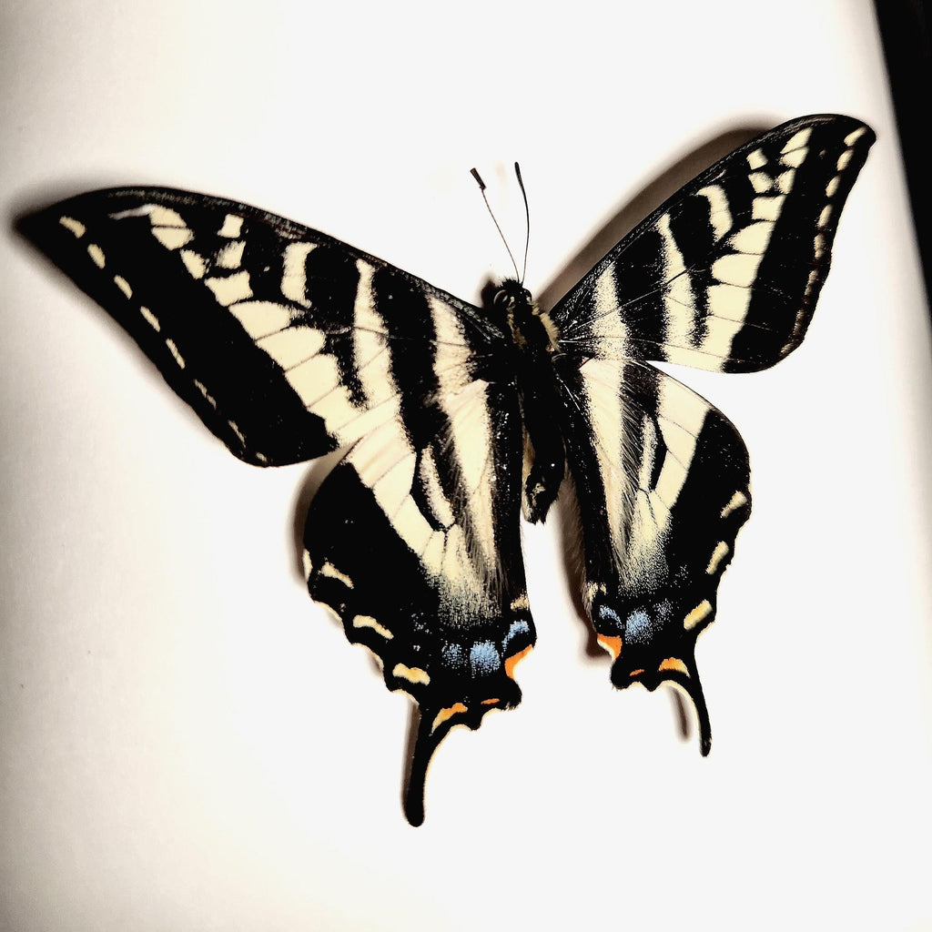 Real Pale Swallowtail Butterfly