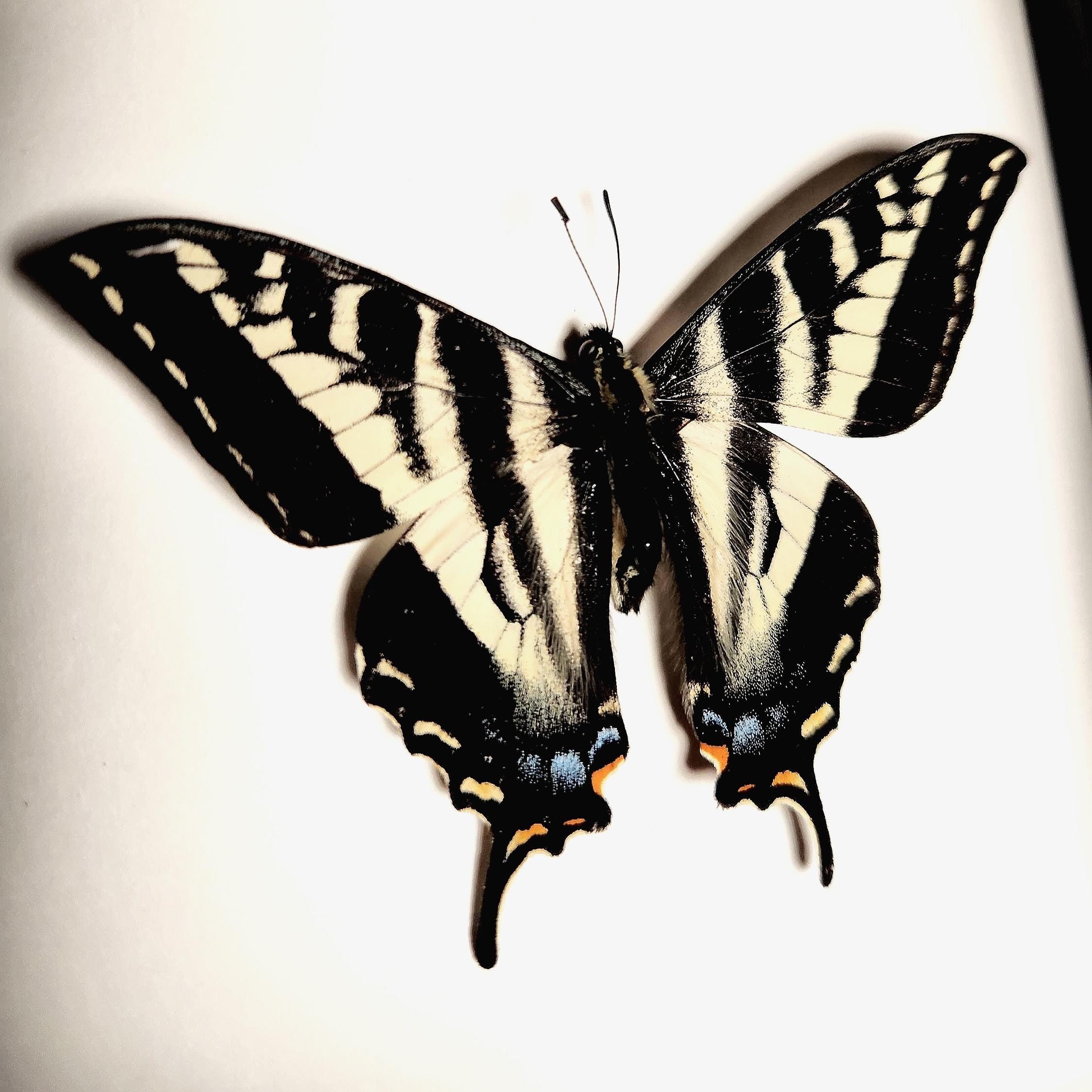 Real Pale Swallowtail Butterfly