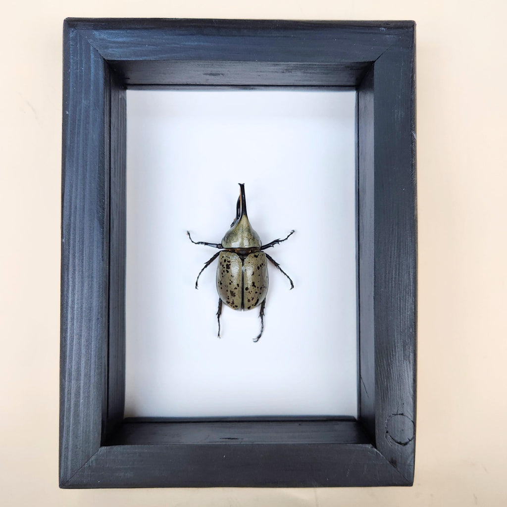 Real Hercules Beetle