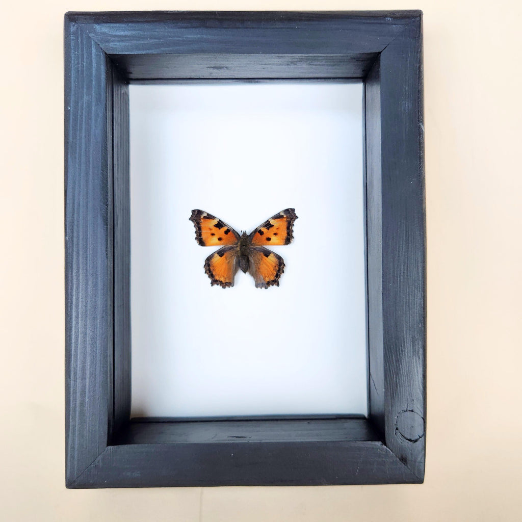 Real California Tortoiseshell Butterfly