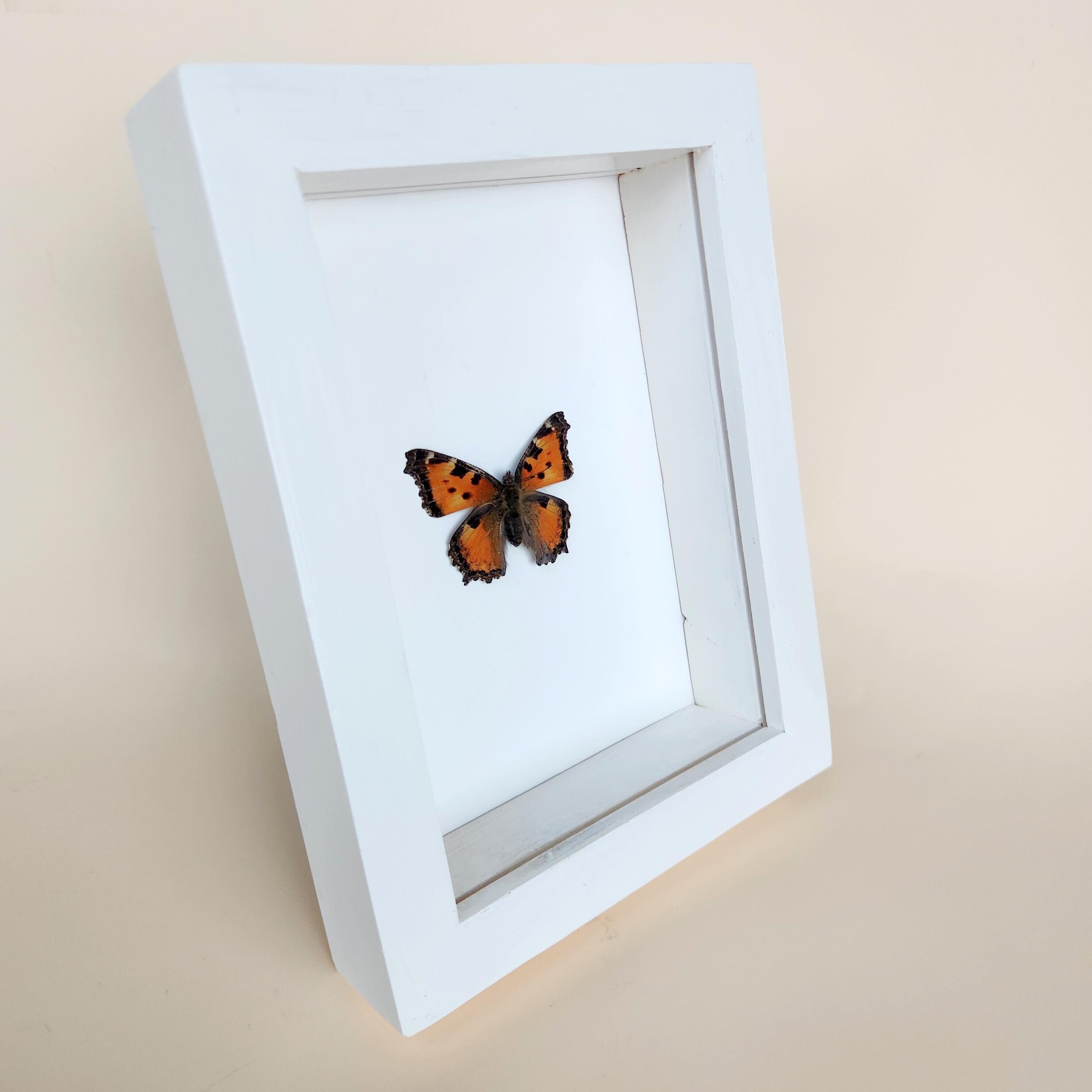 Real California Tortoiseshell Butterfly