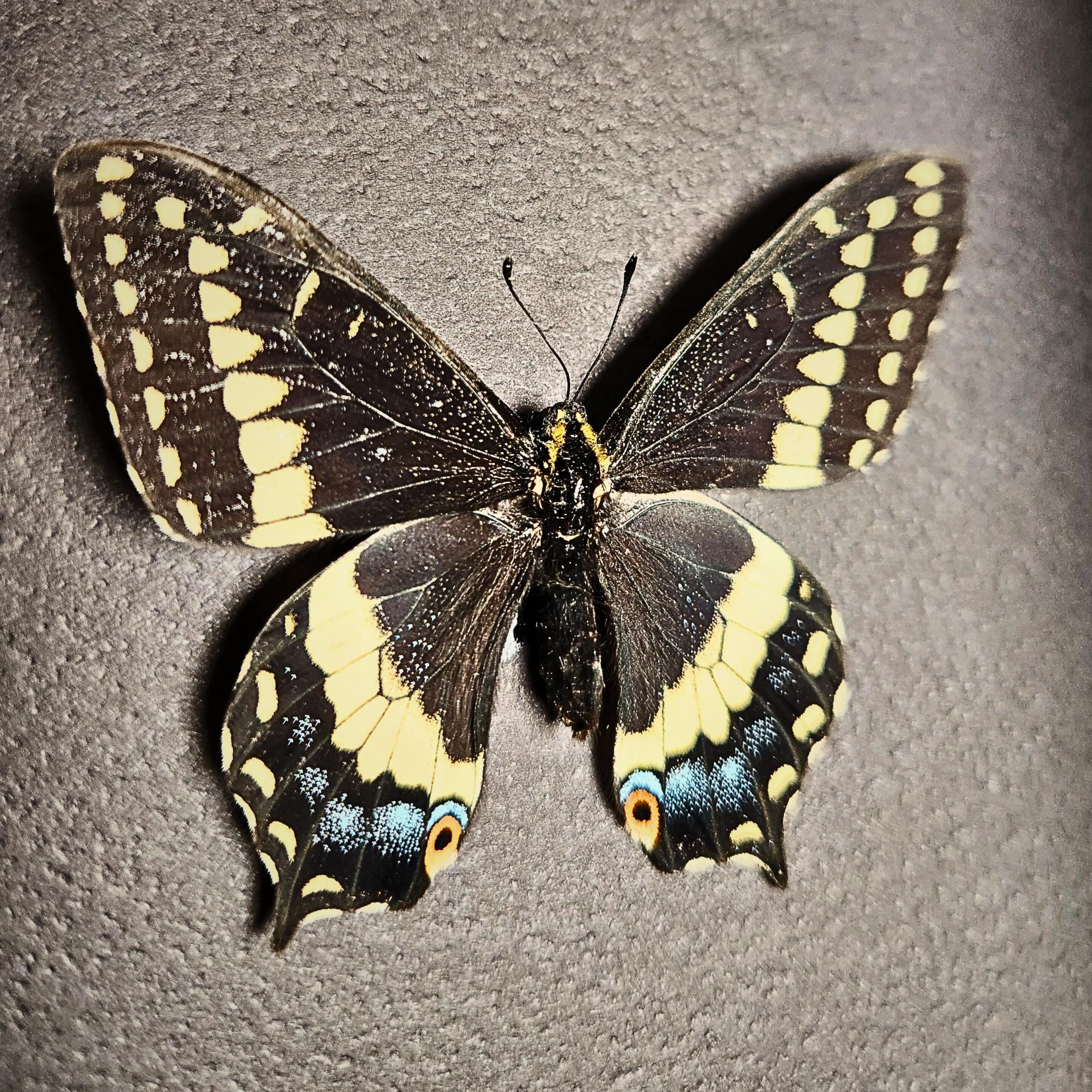 Real Indra Swallowtail