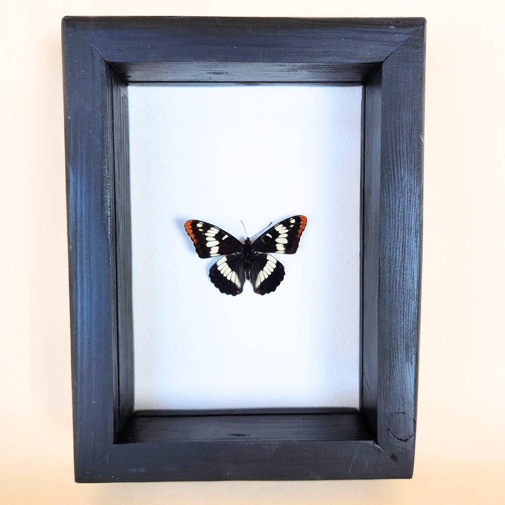 Real Lorquin's Admiral Butterfly