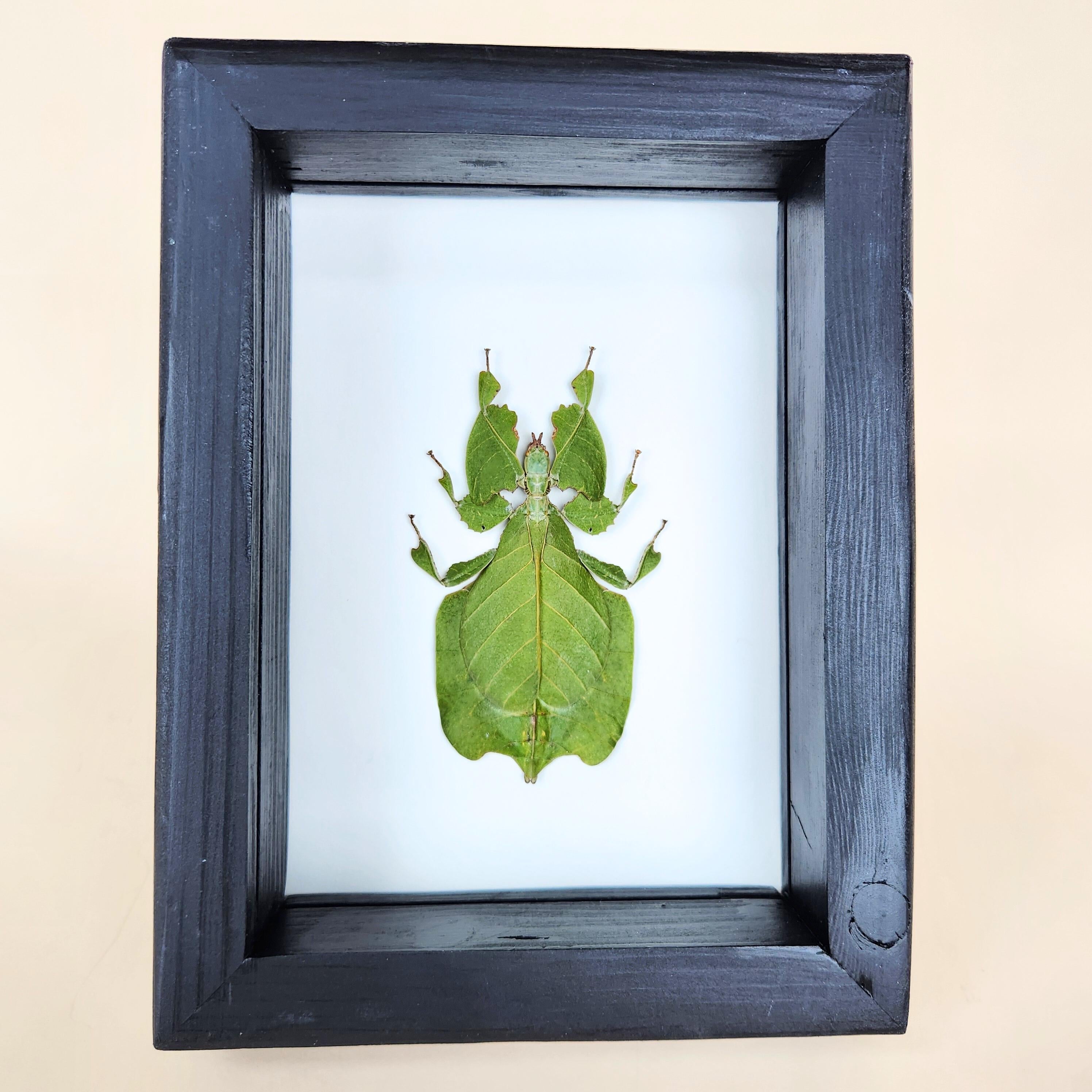 Real Leaf Insect