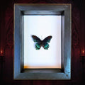 Real Red Spotted Purple Butterfly