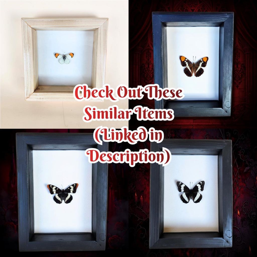 Real Rocky Mountain Parnassian Butterfly