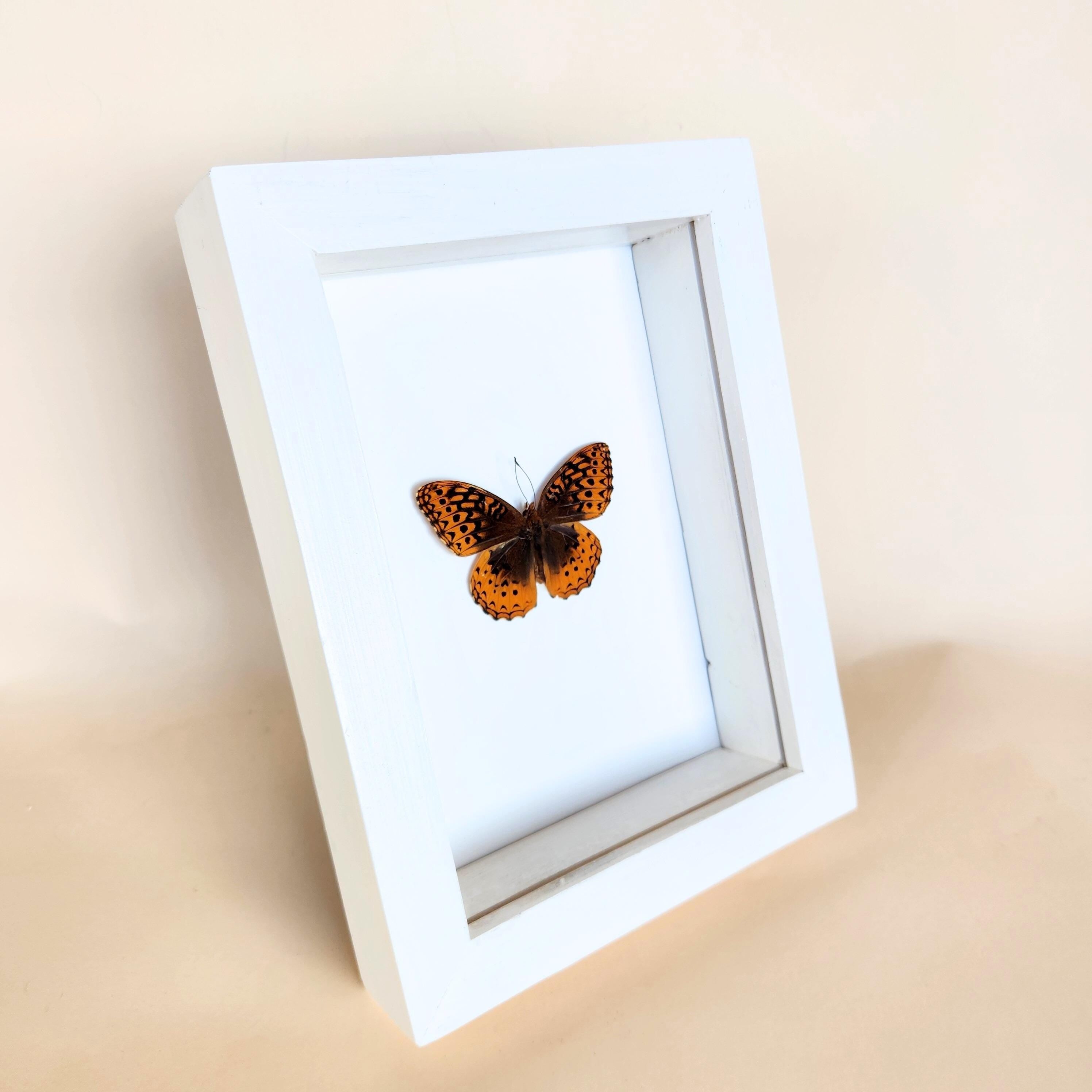 Great Spangled Fritillary Butterfly