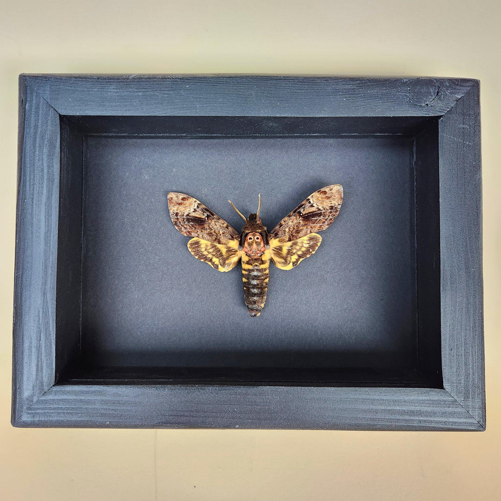 Real Death Head Hawkmoth