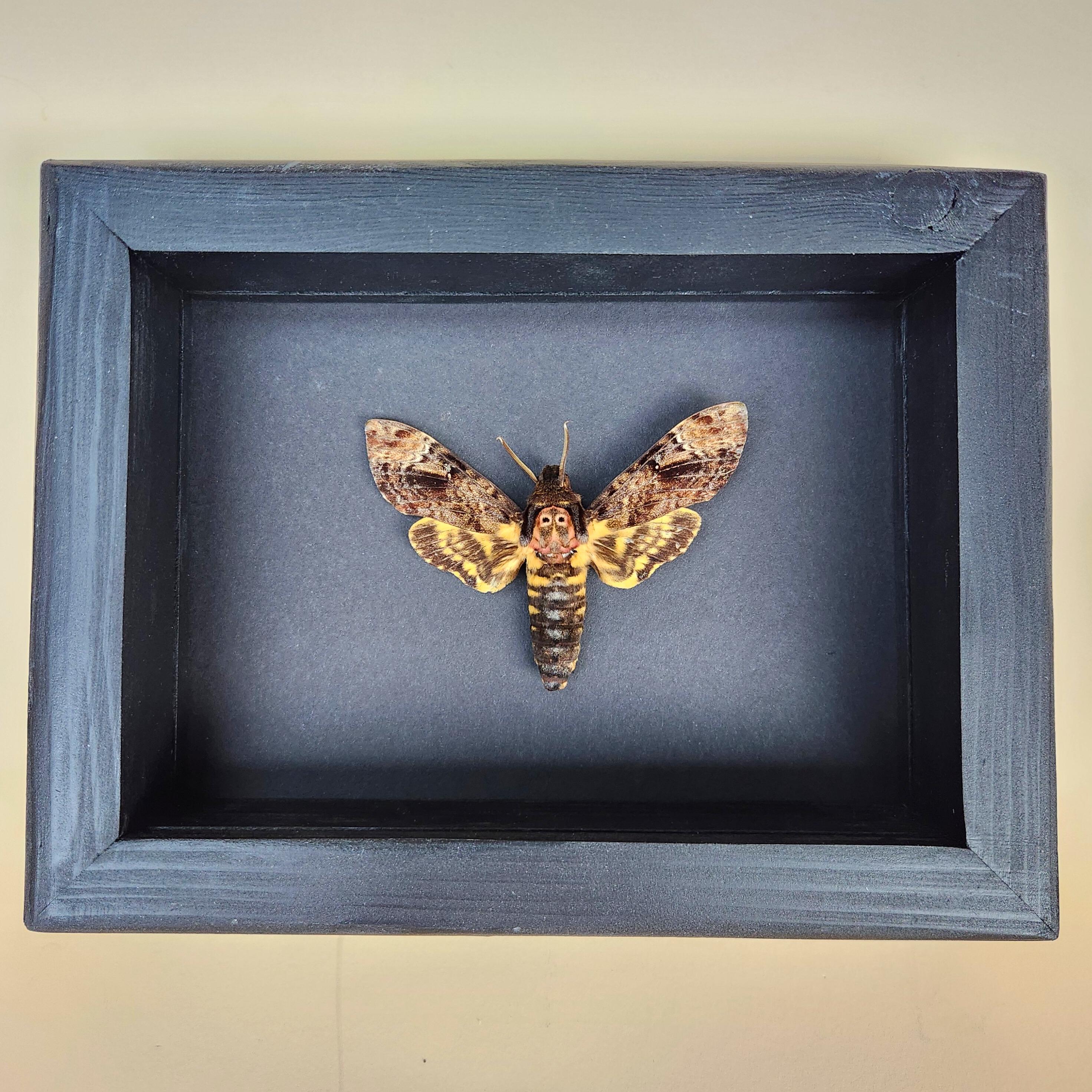 Real Death Head Hawkmoth
