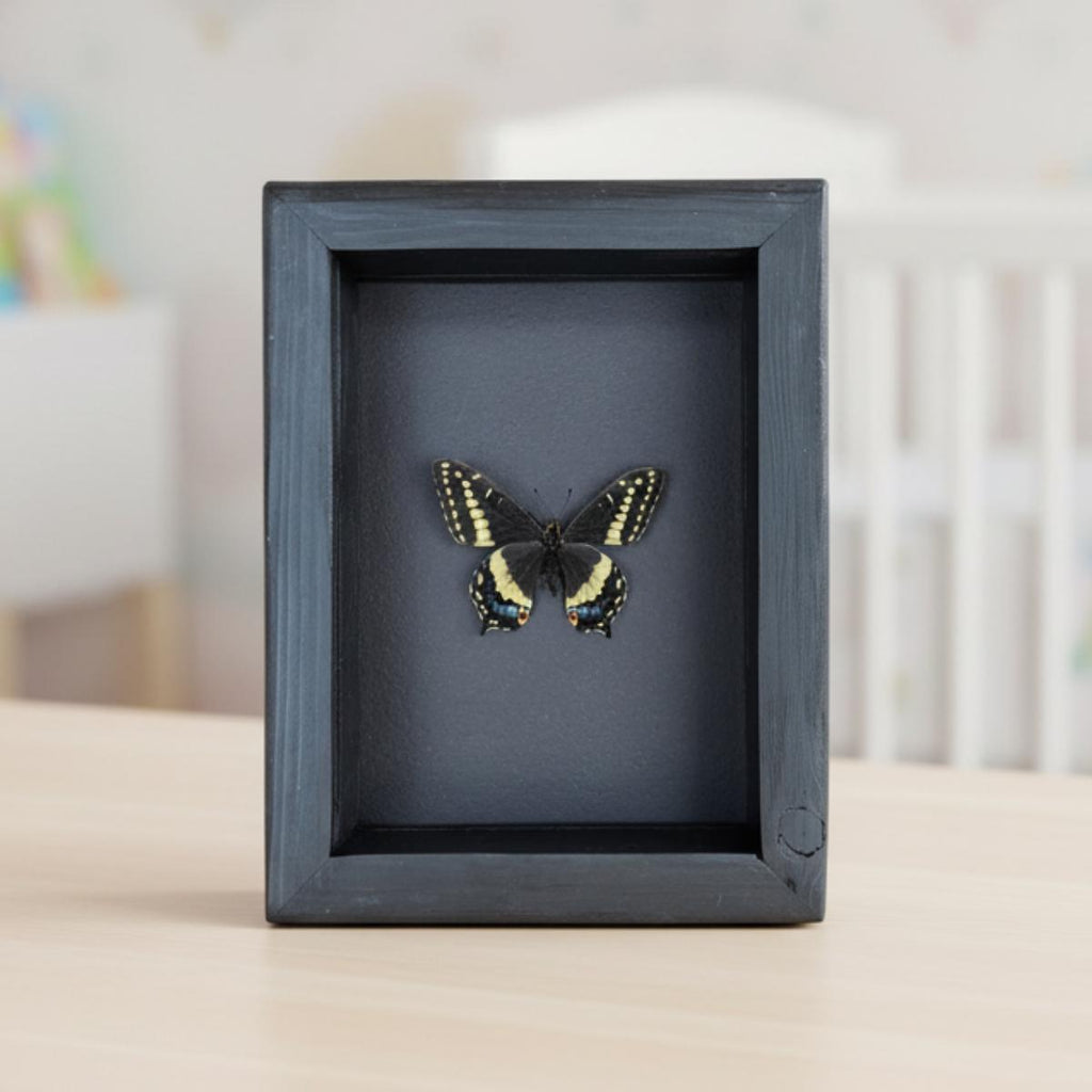 Real Indra Swallowtail