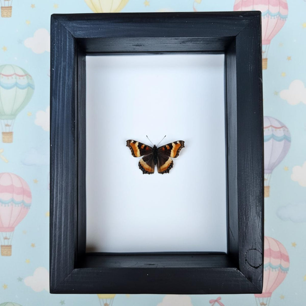 Milbert's Tortoiseshell Butterfly