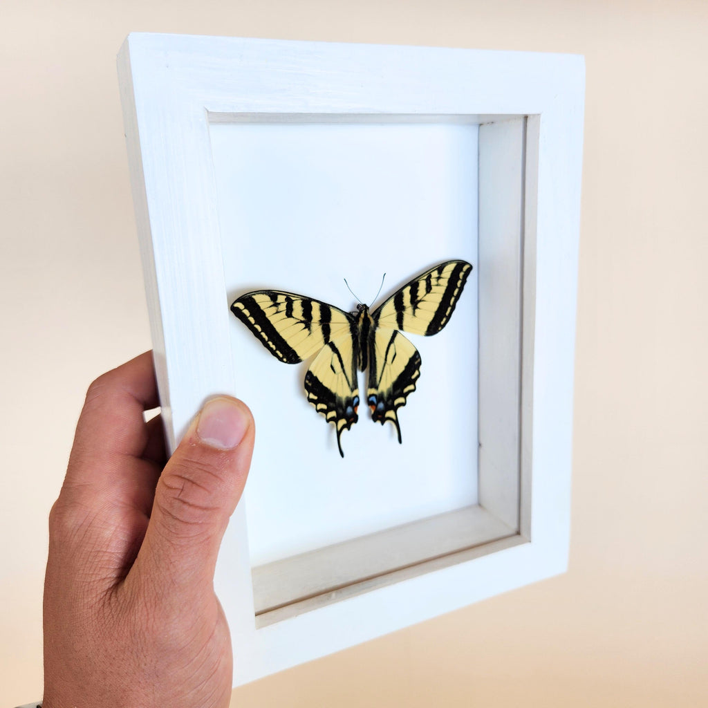 Western Tiger Swallowtail Butterfly
