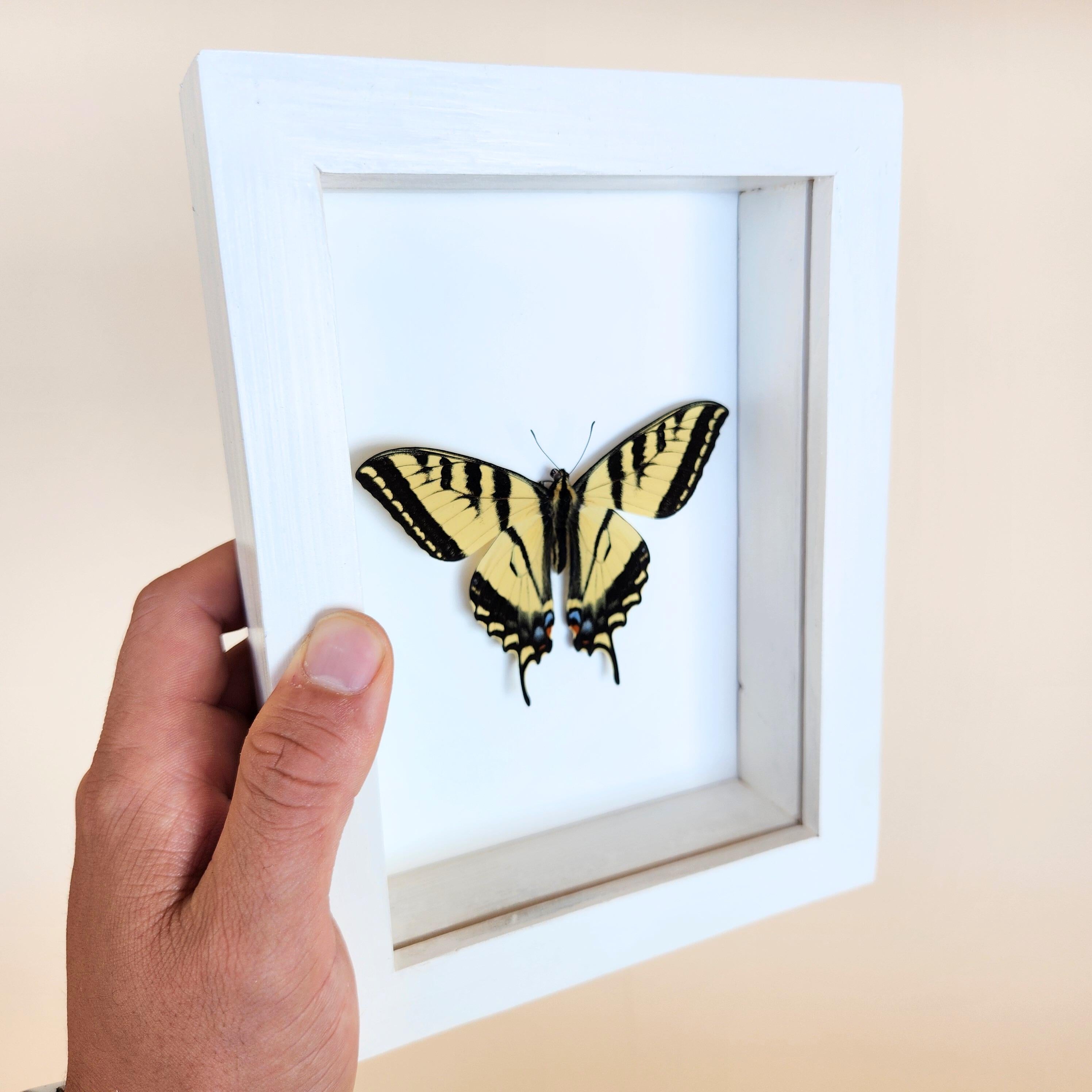 Western Tiger Swallowtail Butterfly