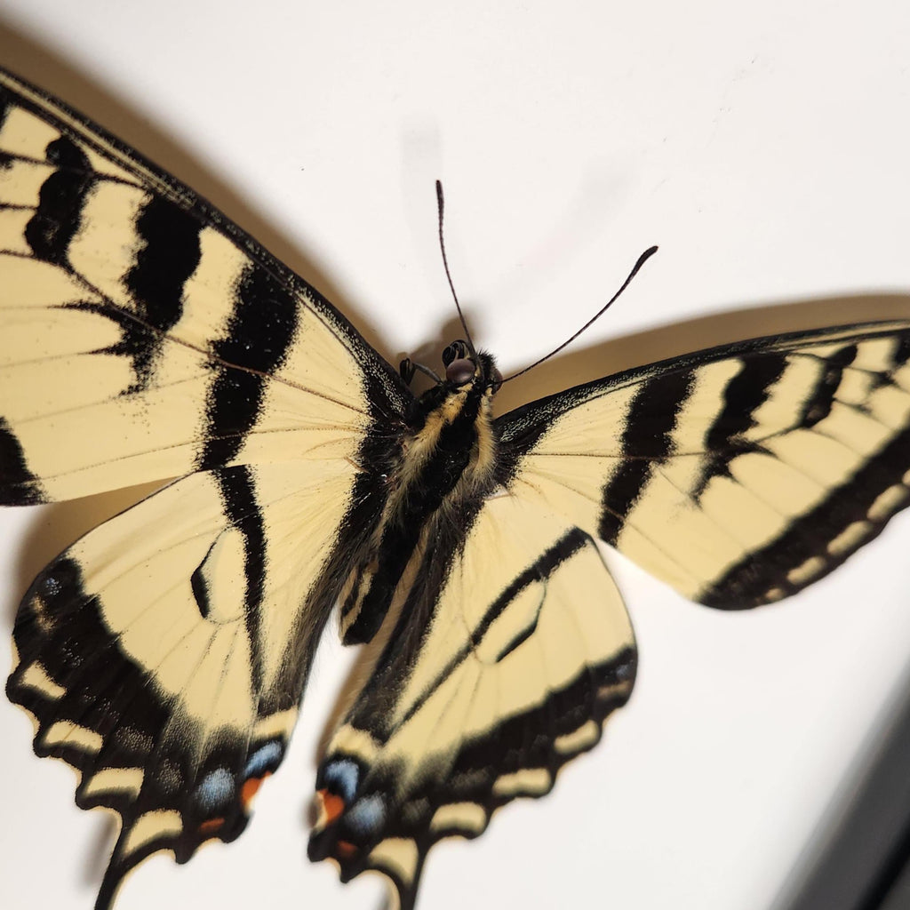 Western Tiger Swallowtail Butterfly