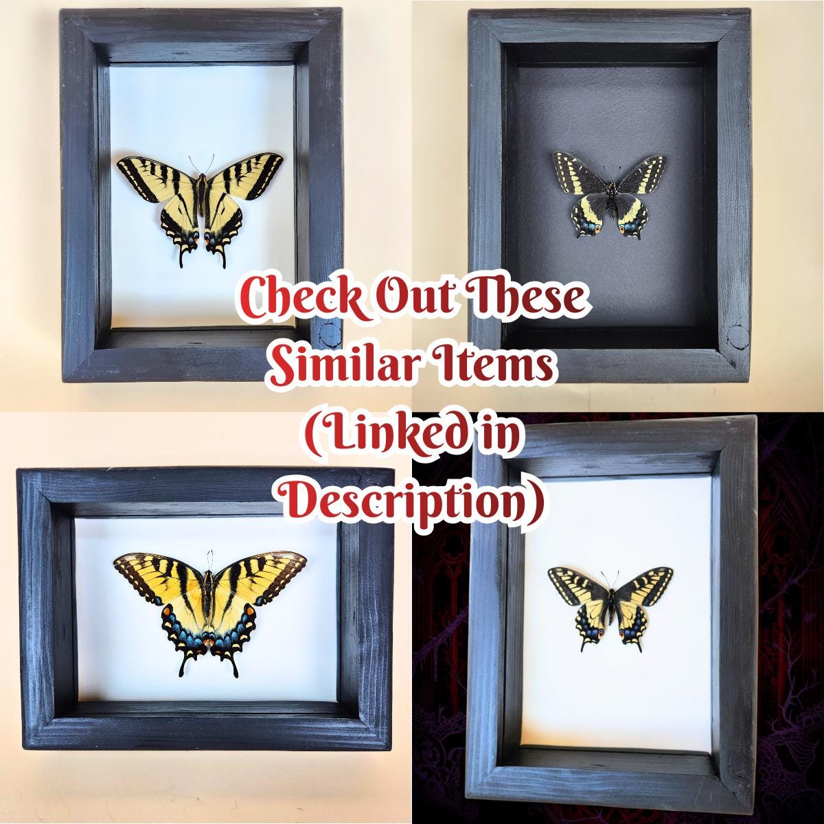 Real Two-Tailed Swallowtail Butterfly