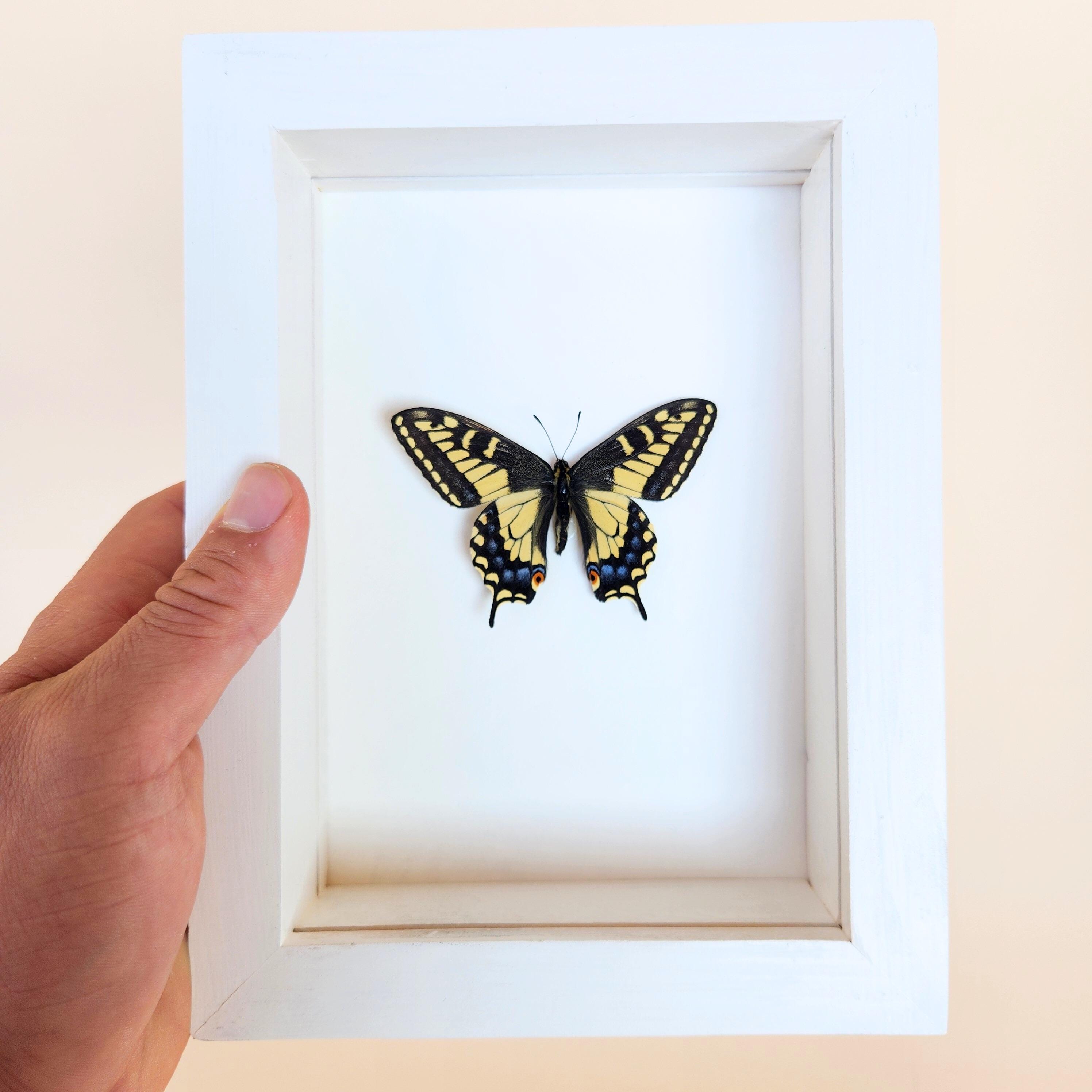 Real Anise Swallowtail Butterfly