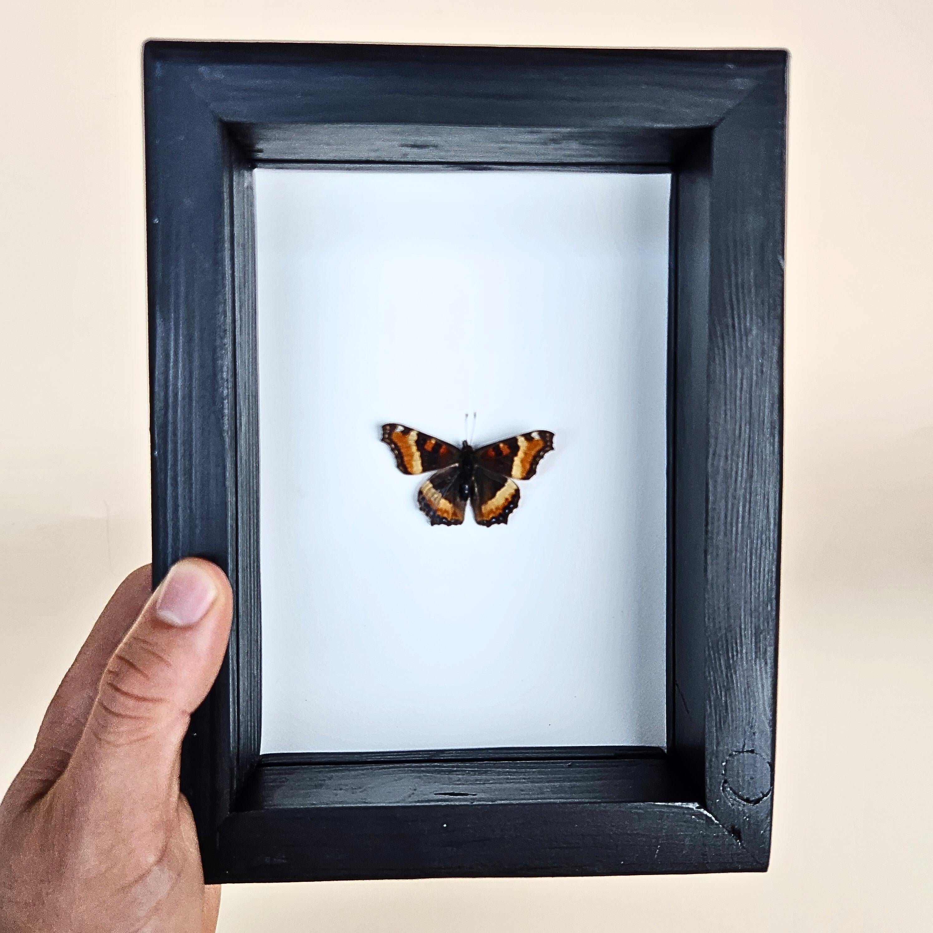 Milbert's Tortoiseshell Butterfly