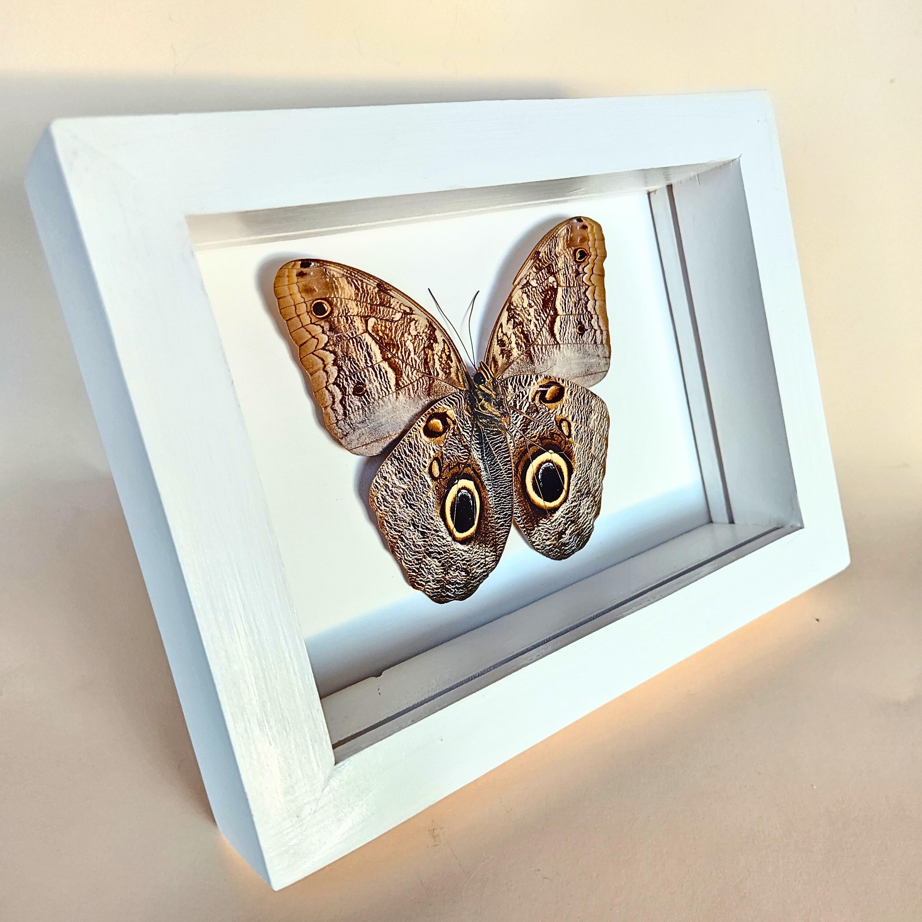 Owl Butterfly