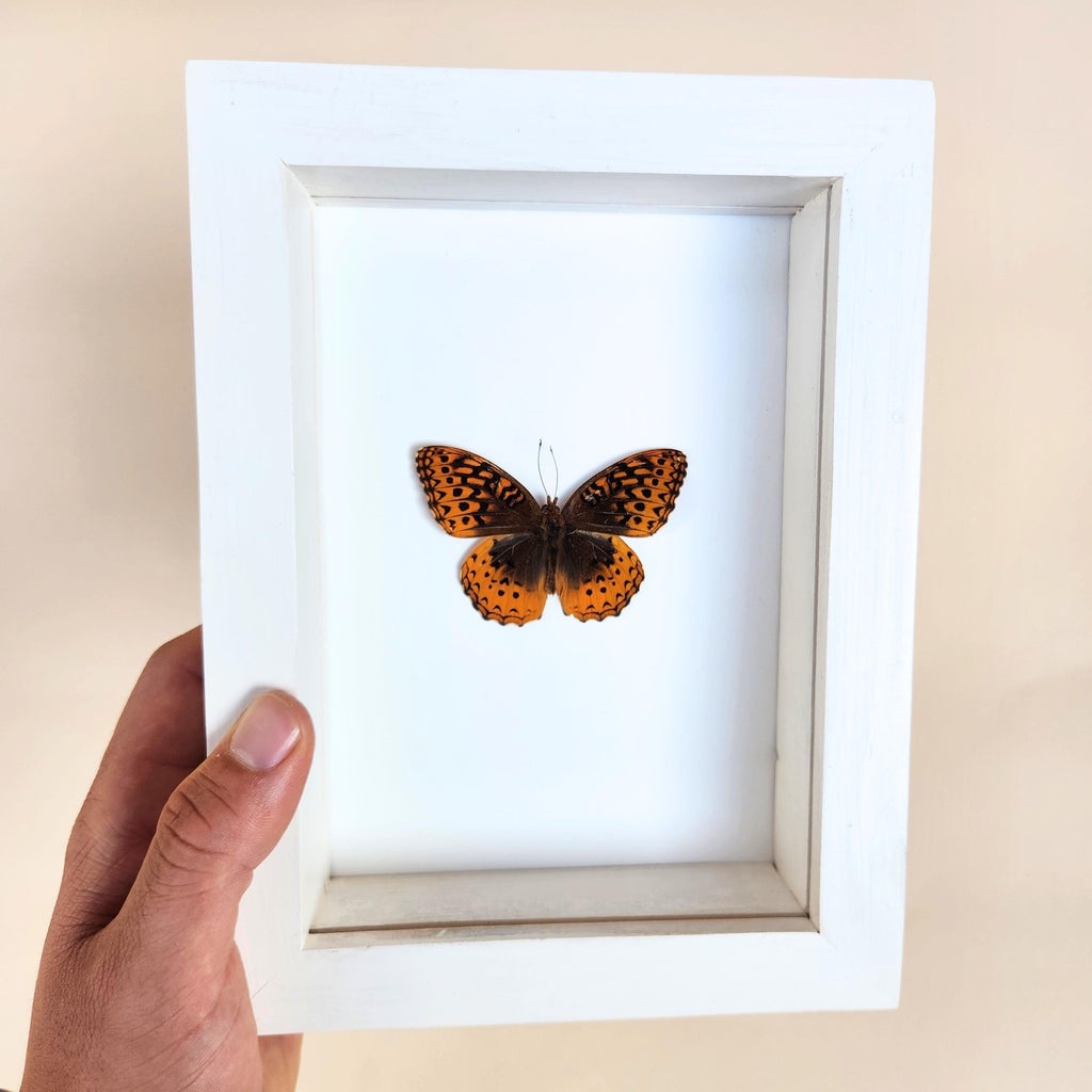 Great Spangled Fritillary Butterfly
