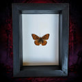 Real Great Basin Fritillary Butterfly