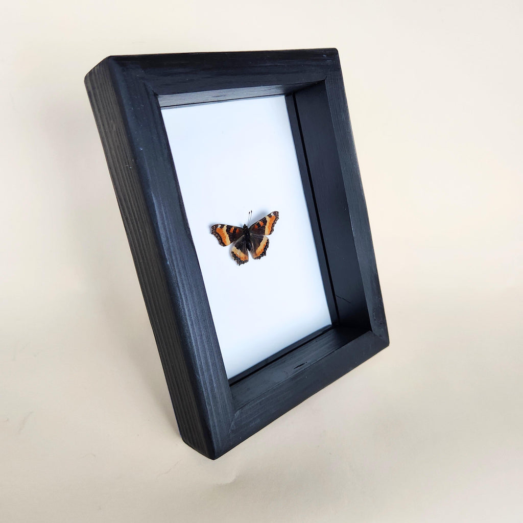 Milbert's Tortoiseshell Butterfly