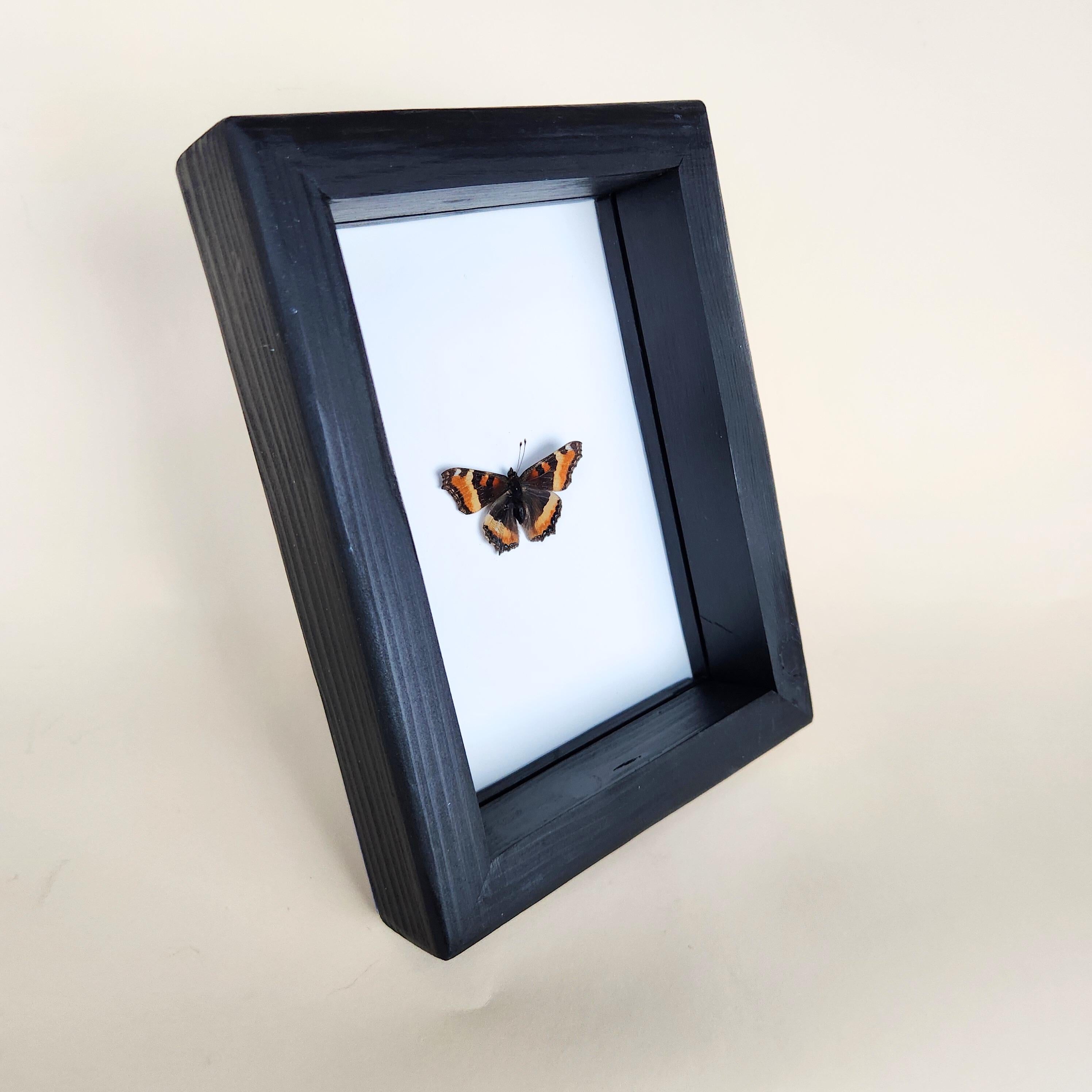 Milbert's Tortoiseshell Butterfly