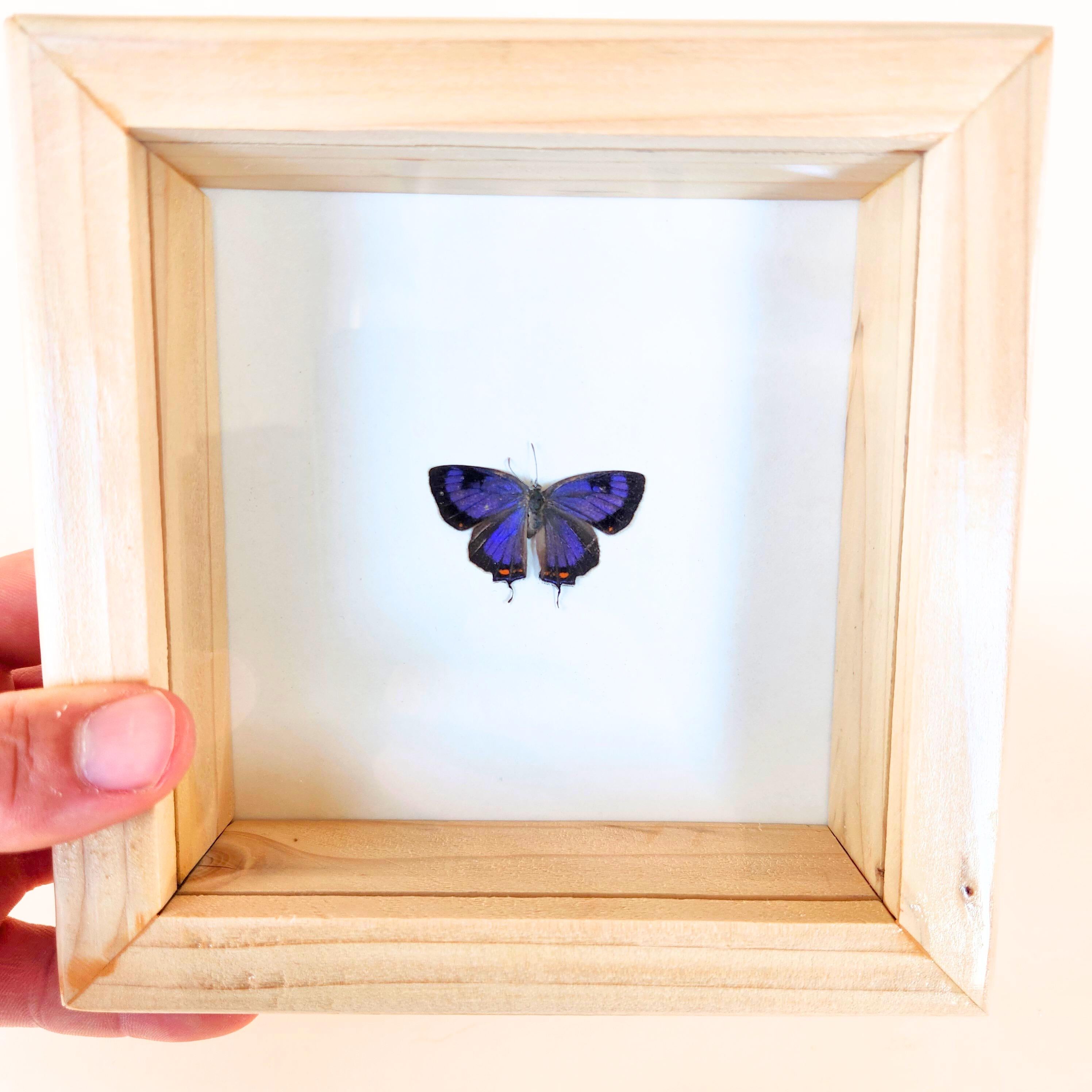 Real Colorado Hairstreak Butterfly