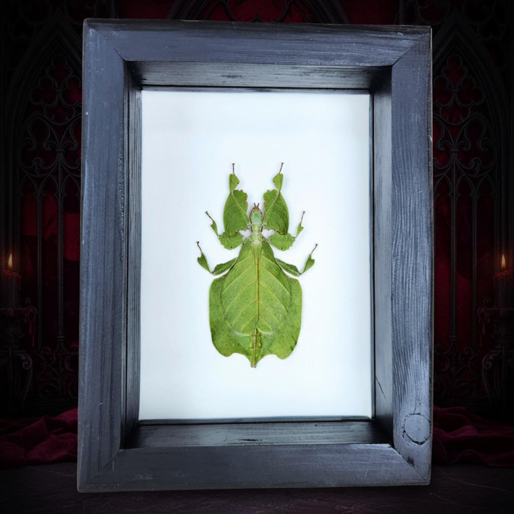 Real Leaf Insect