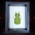Real Leaf Insect