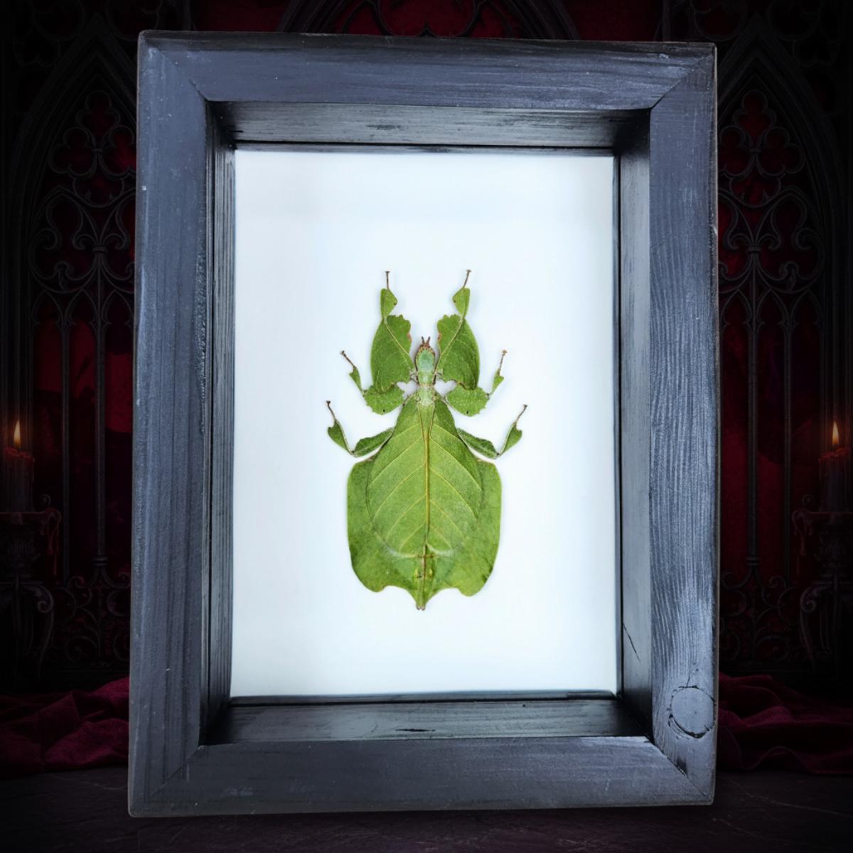 Real Leaf Insect