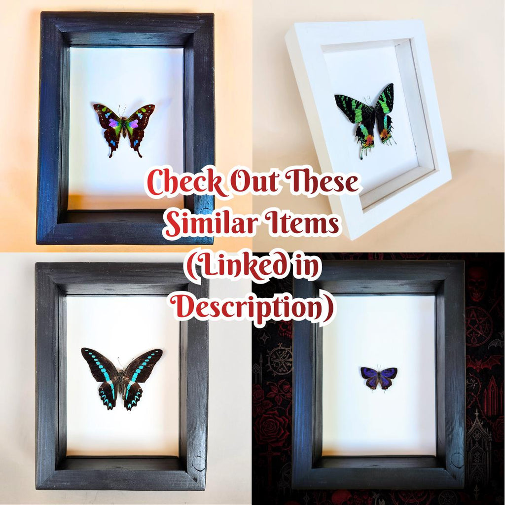 Real Red Spotted Purple Butterfly