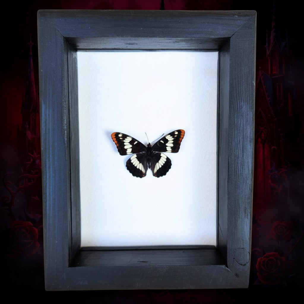 Real Lorquin's Admiral Butterfly
