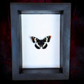 Real Lorquin's Admiral Butterfly