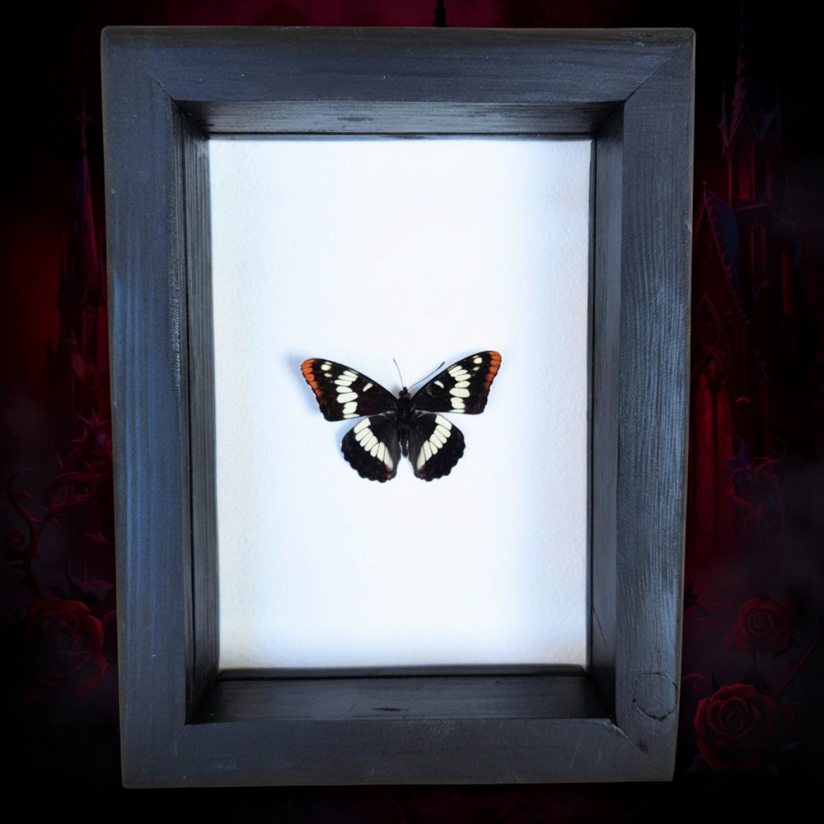Real Lorquin's Admiral Butterfly