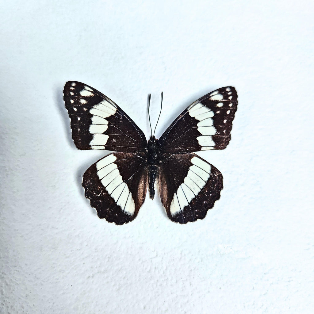 Real Weidemeyer's Admiral Butterfly