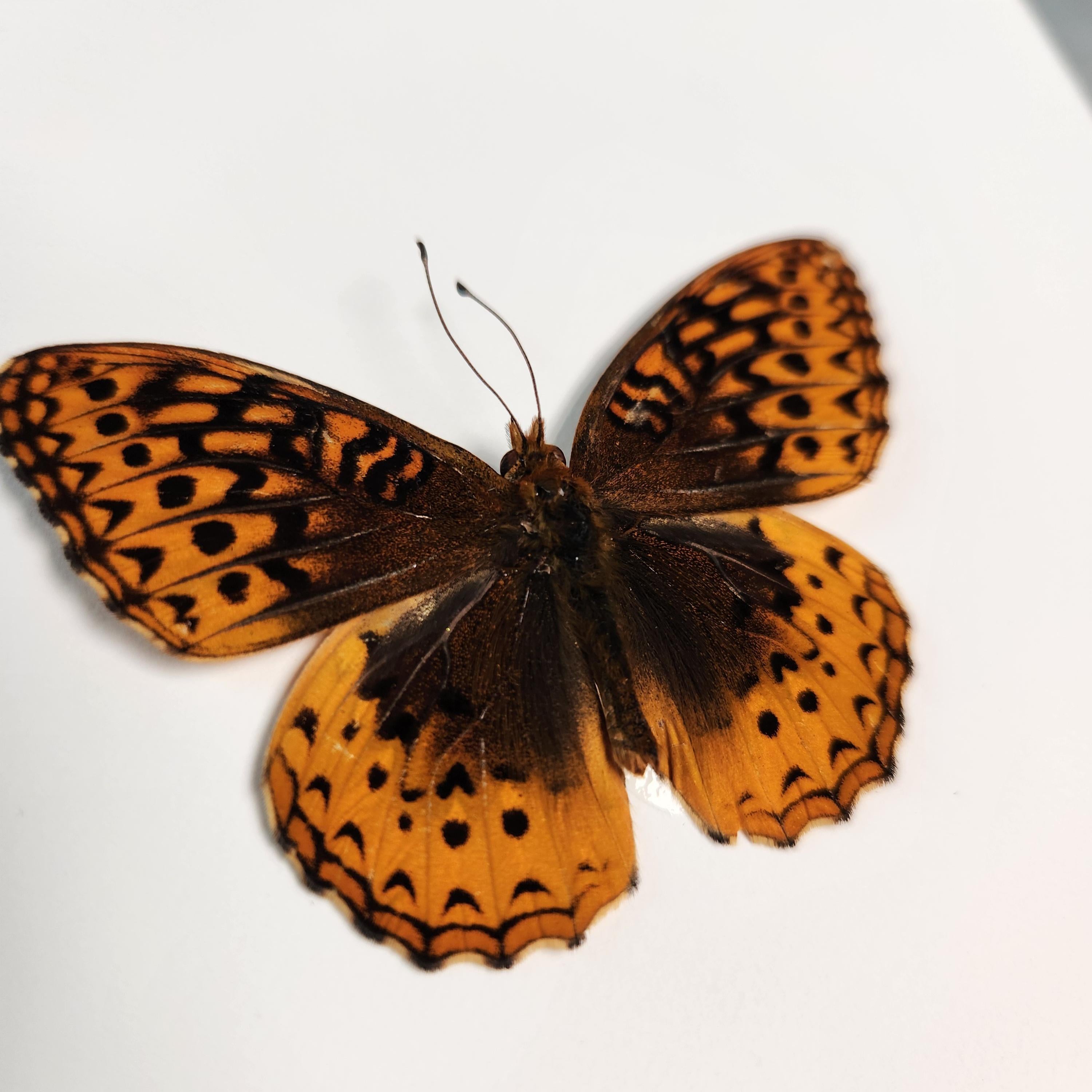 Great Spangled Fritillary Butterfly