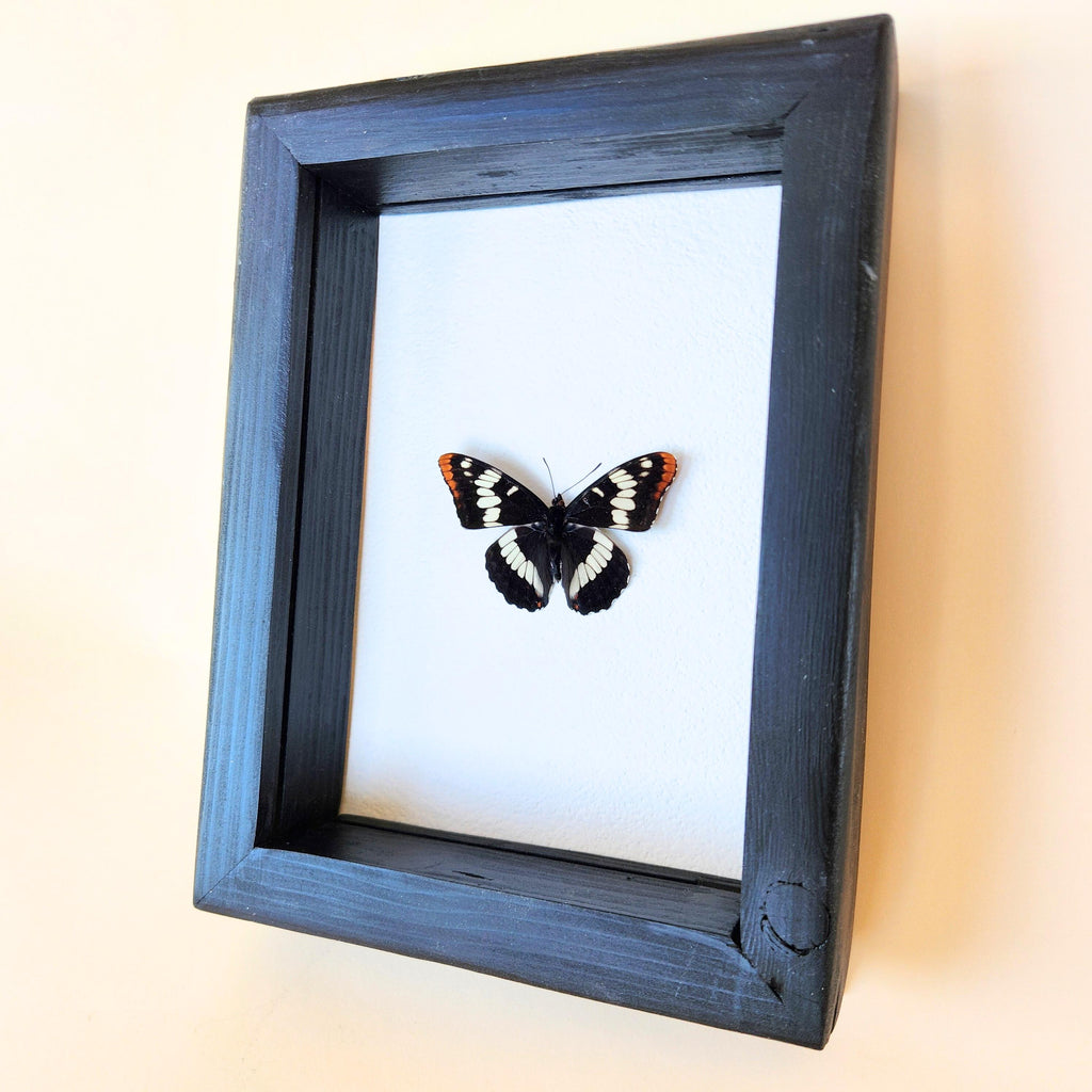 Real Lorquin's Admiral Butterfly