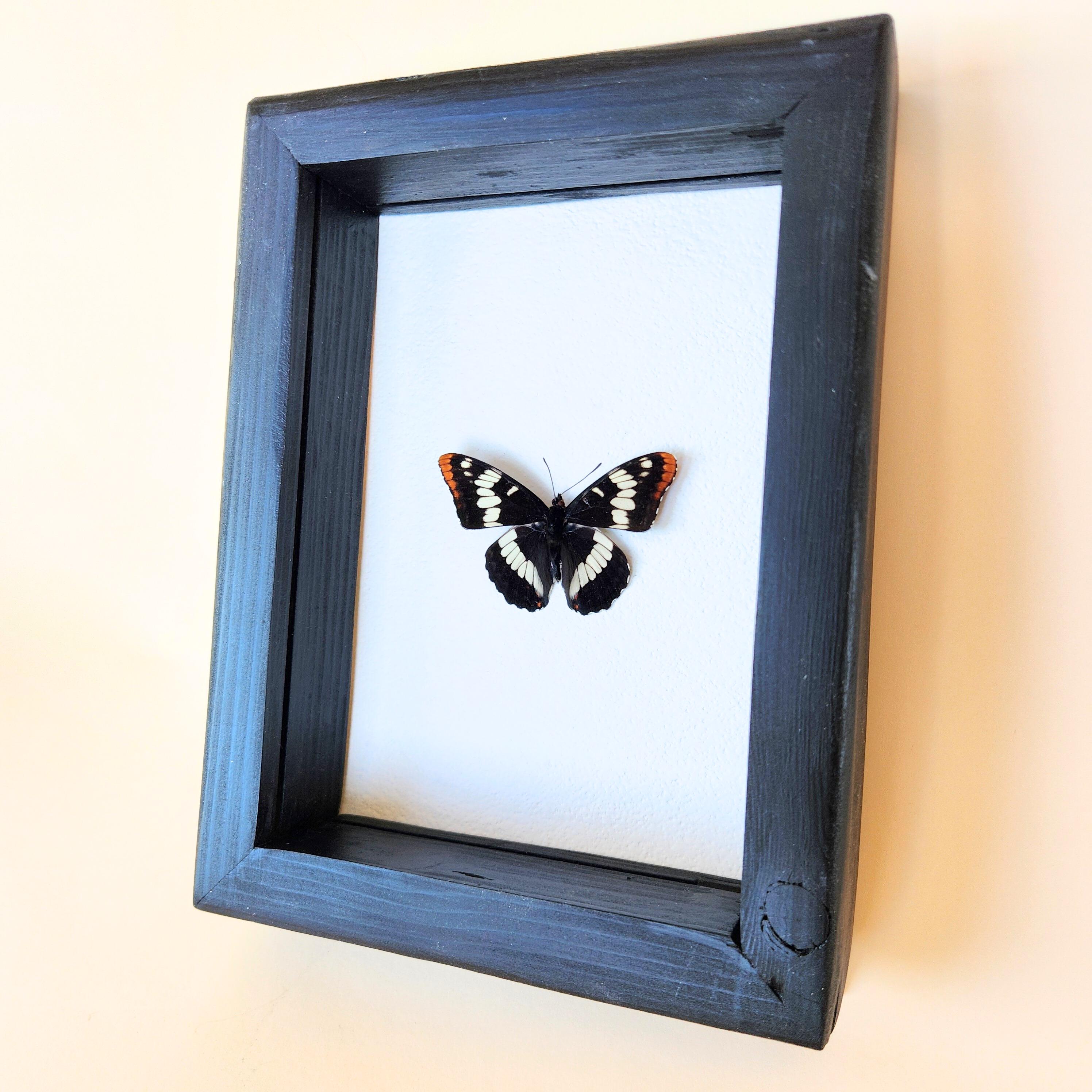 Real Lorquin's Admiral Butterfly