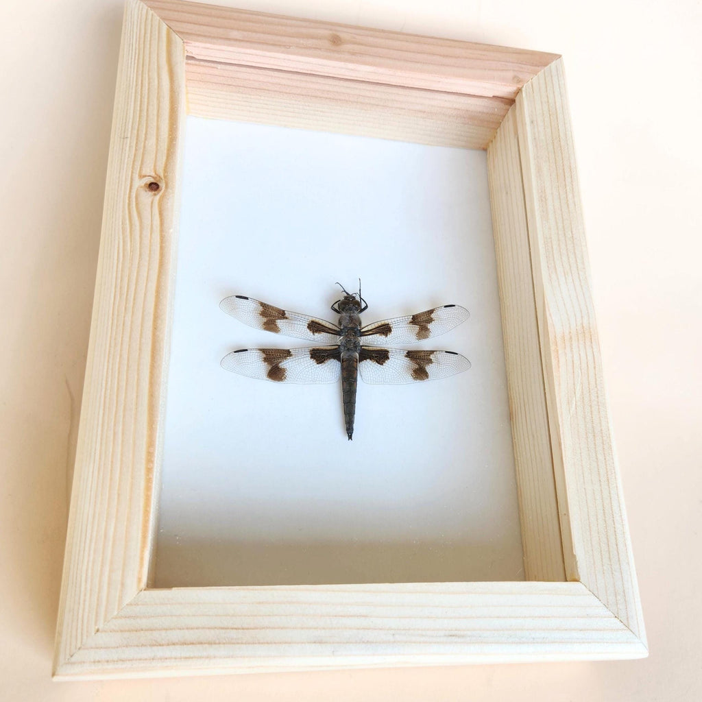 Dragonfly Insect