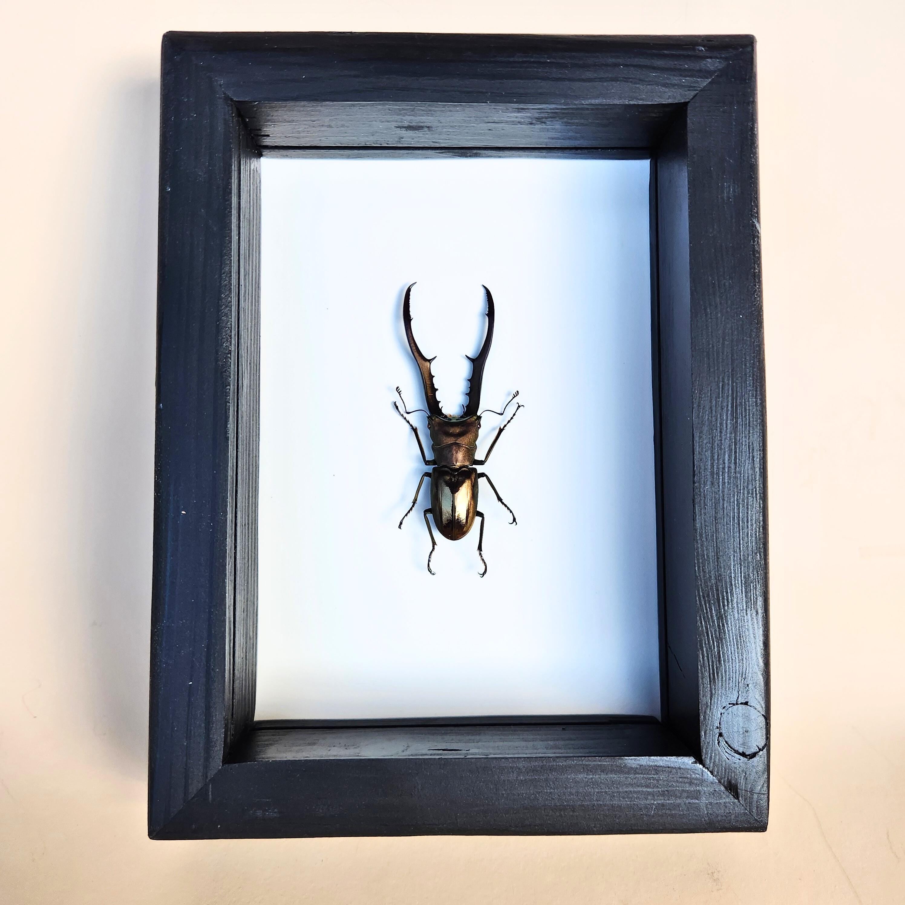Real Giant Stag Beetle