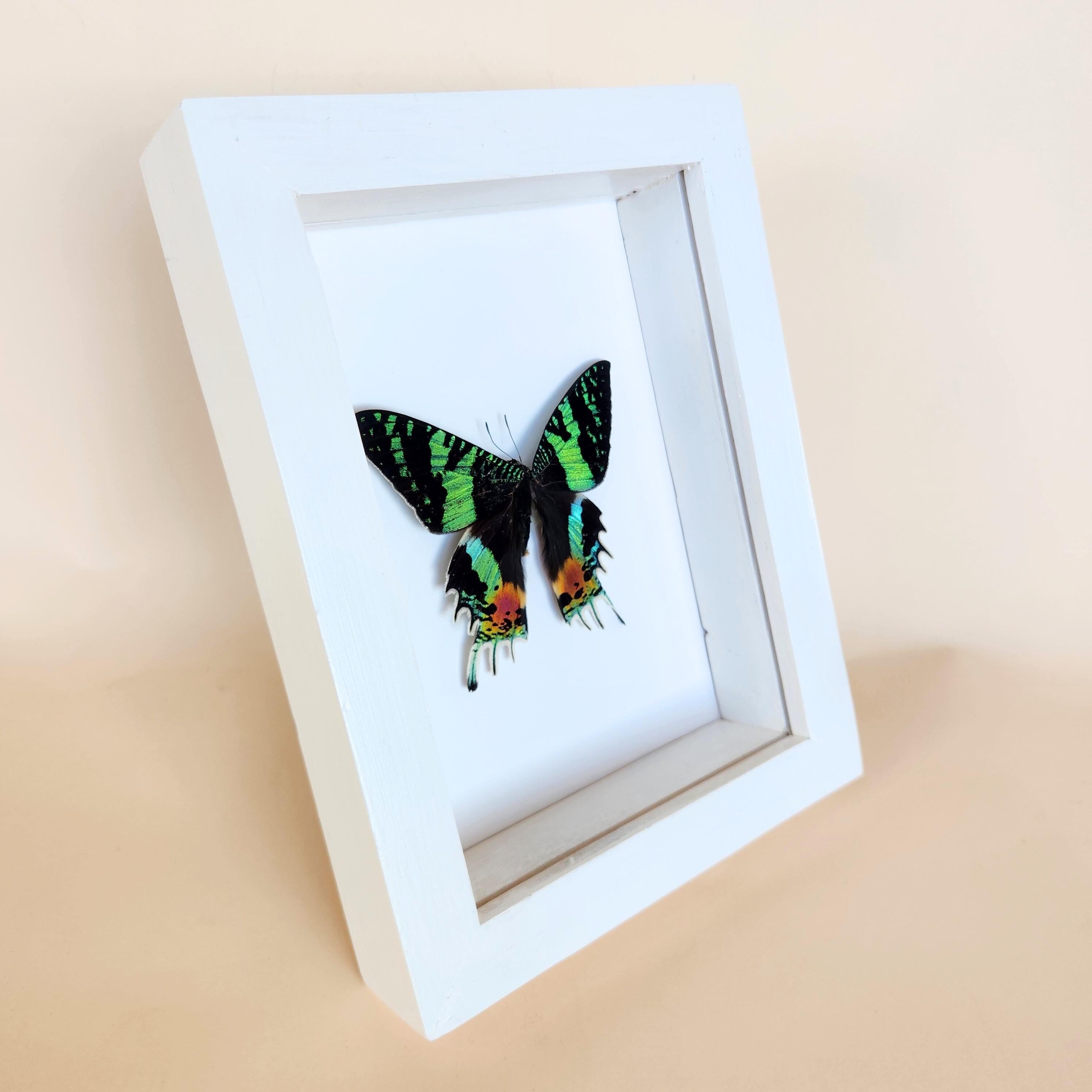 Real Madagascan Sunset Moth