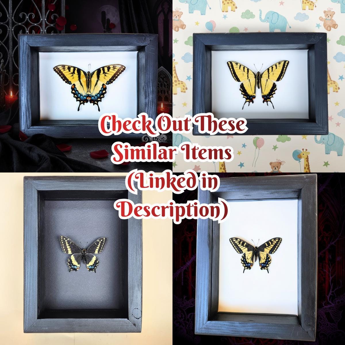Western Tiger Swallowtail Butterfly