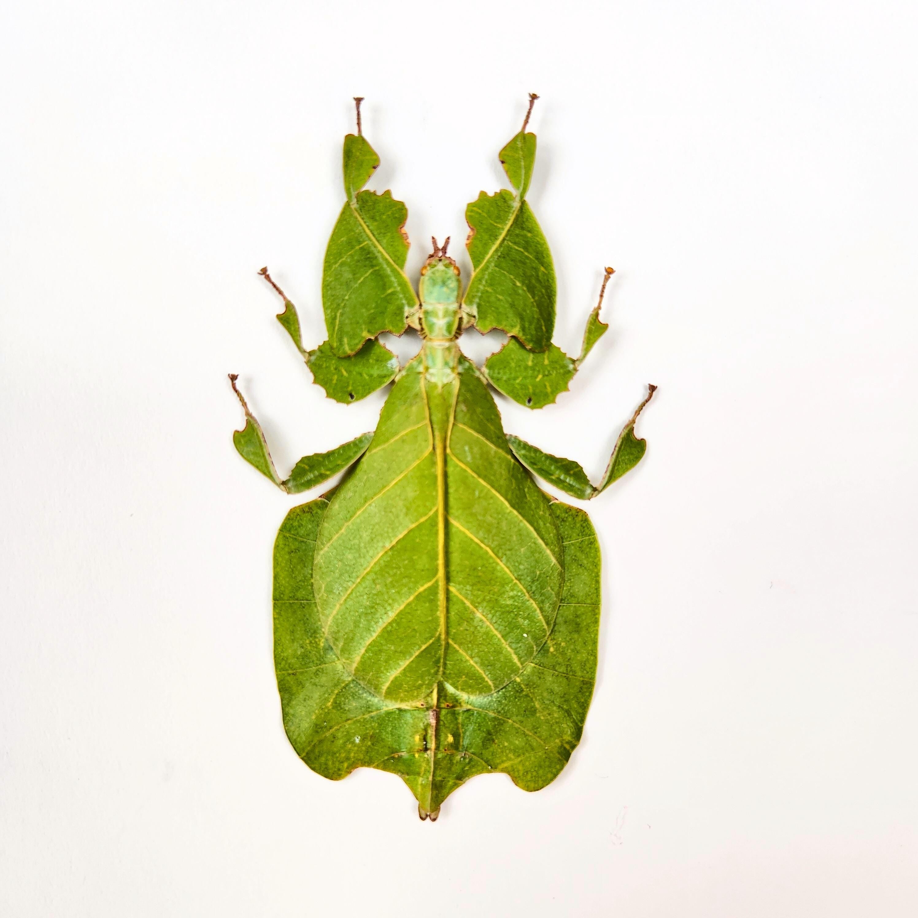 Real Leaf Insect