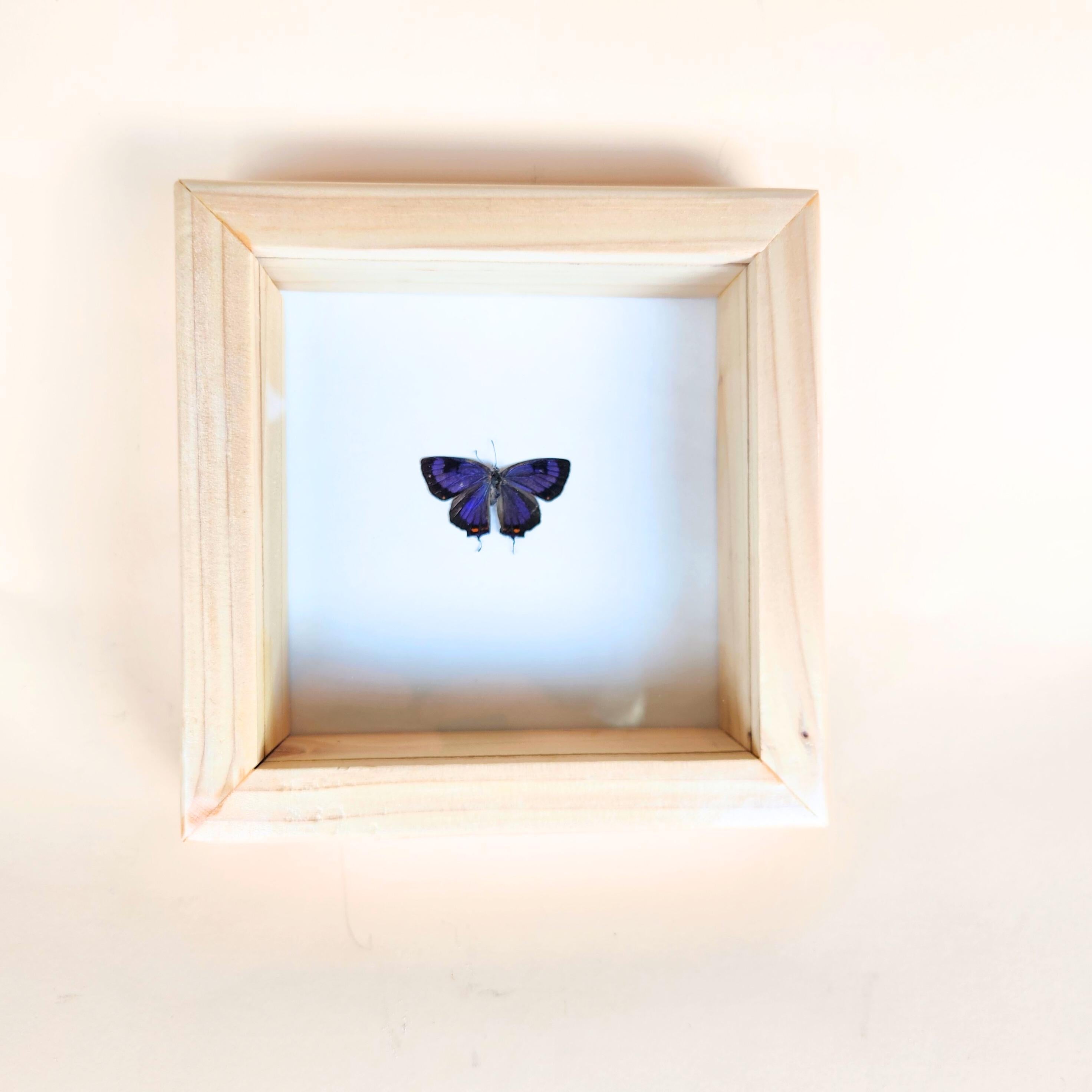 Real Colorado Hairstreak Butterfly