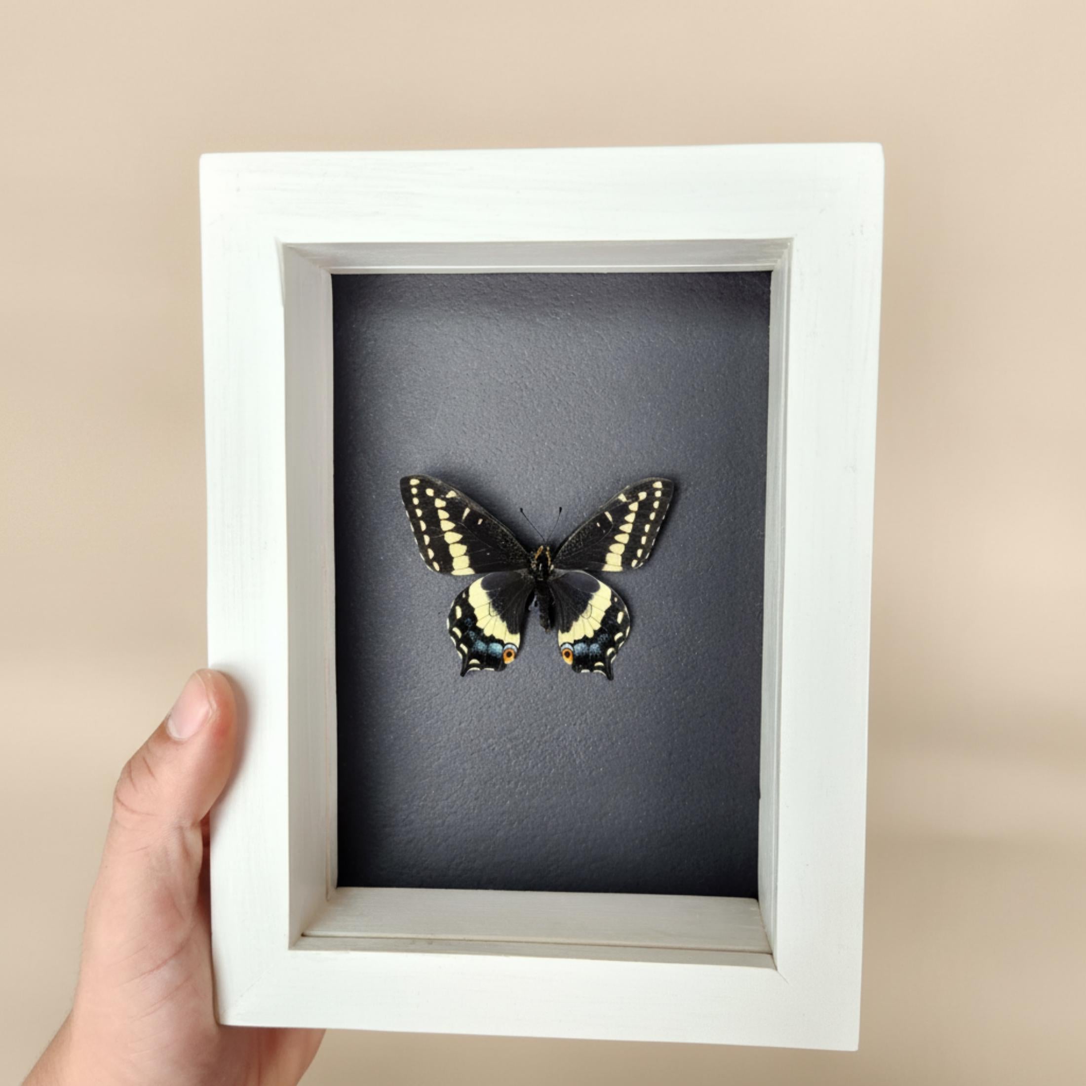 Real Indra Swallowtail