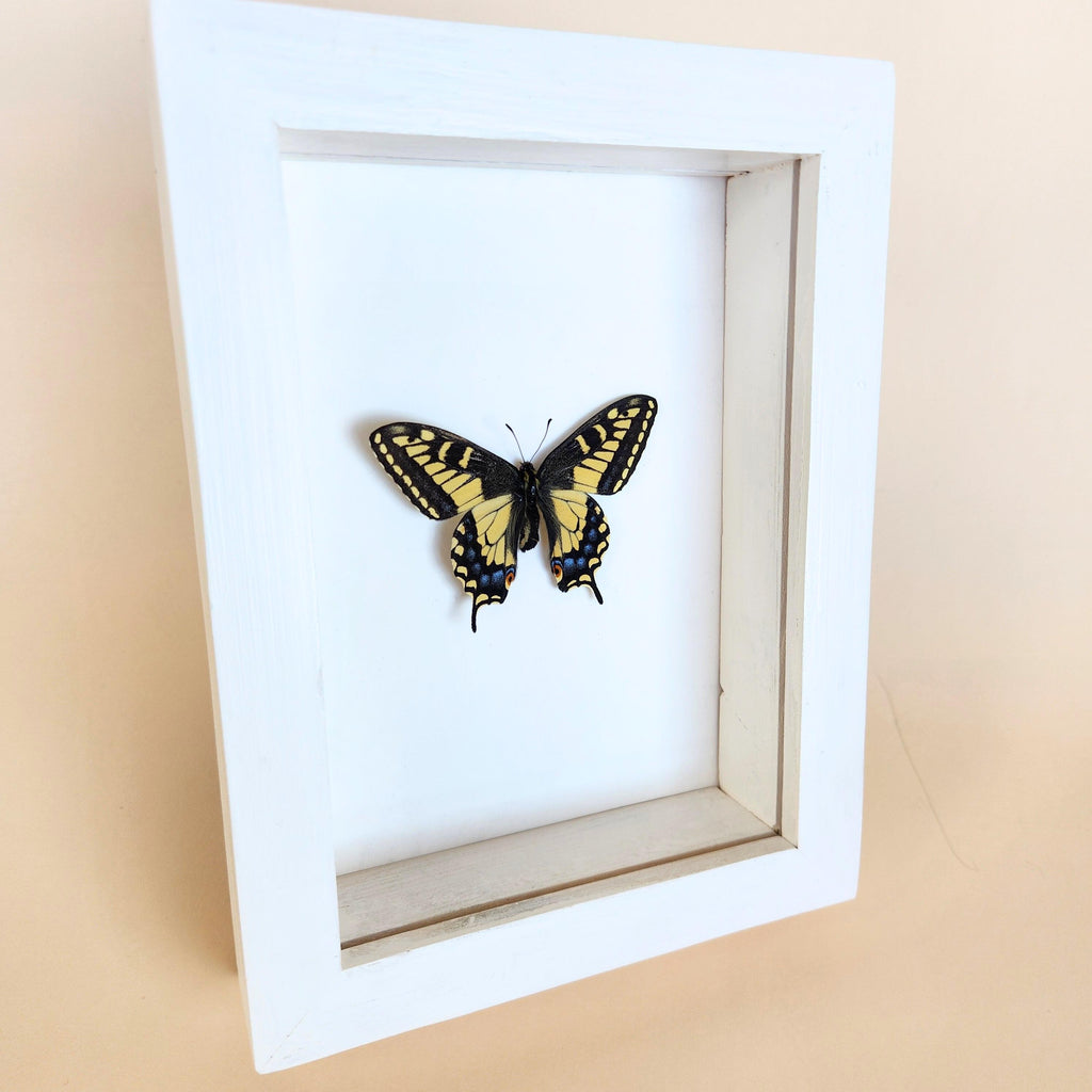 Real Anise Swallowtail Butterfly